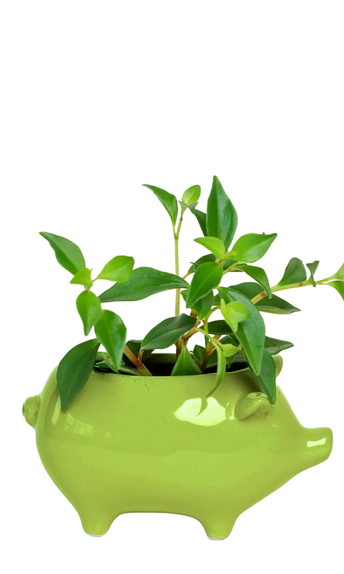 Chive Pig Chartreuse color glazed ceramic pig shaped planter styled with a small plant.