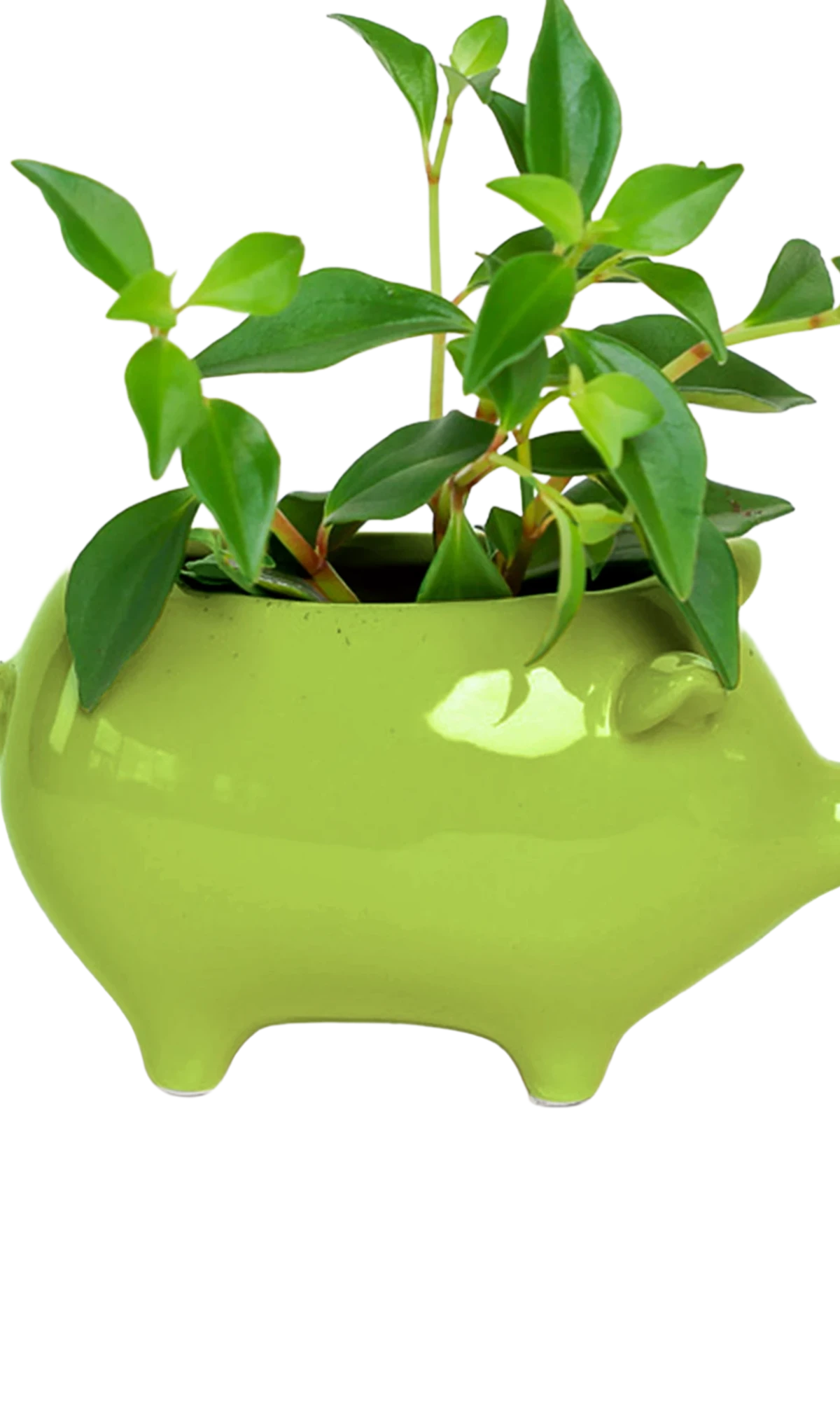 Chive Pig Chartreuse color glazed ceramic pig shaped planter styled with a small plant.