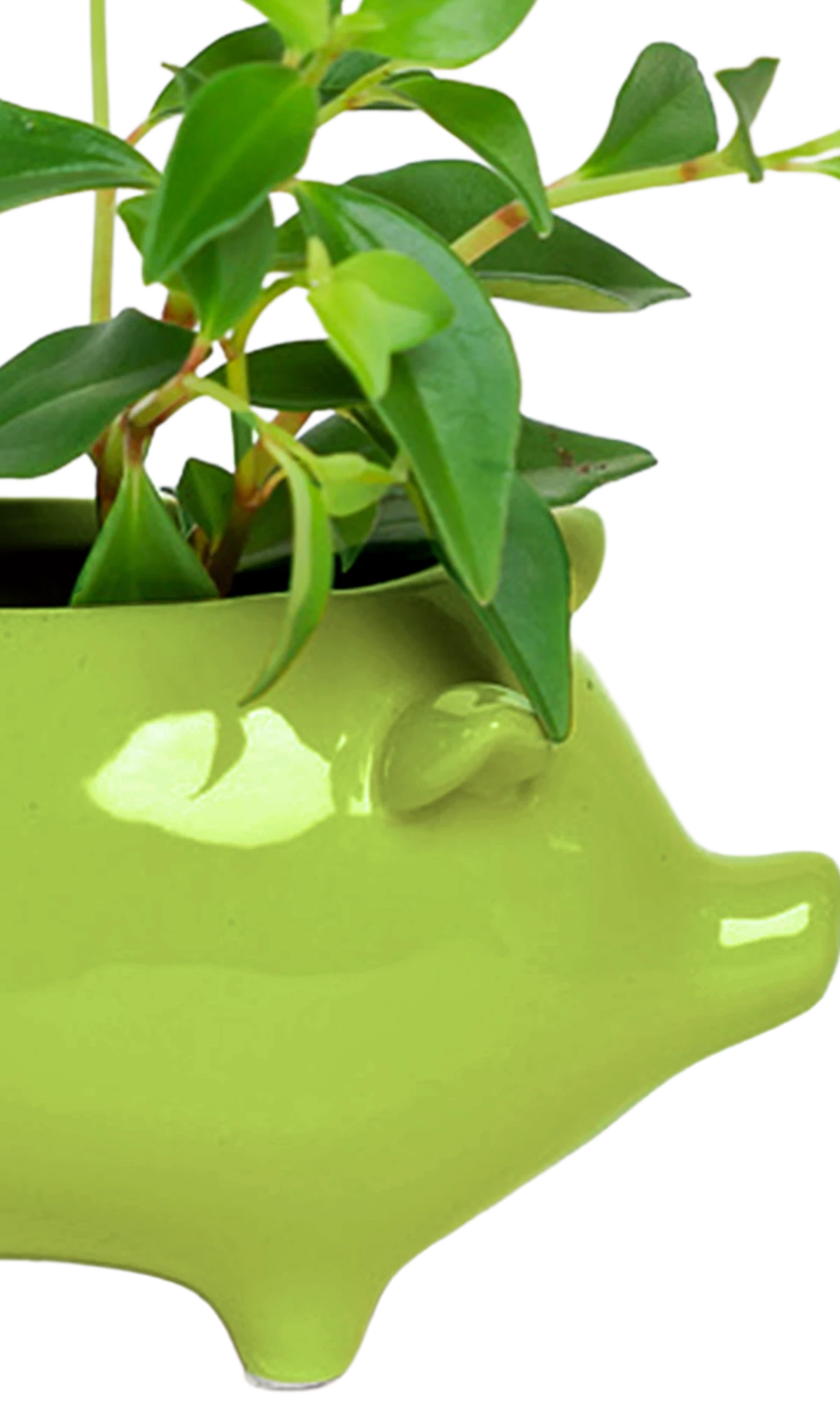 Close-up of the glossy glazed finish on a Chive Pig Chartreuse color ceramic planter, styled with a small plant.