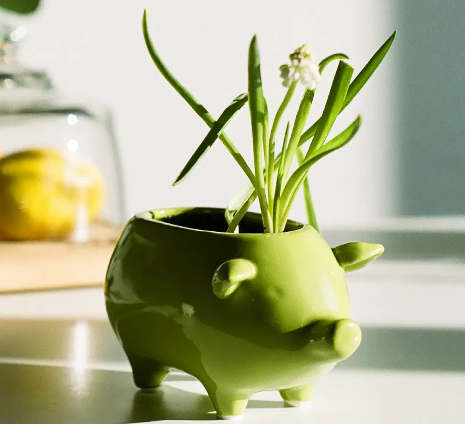 Chive Pig Chartreuse color glazed ceramic pig shaped planter styled with a small plant on a table in a bright room.