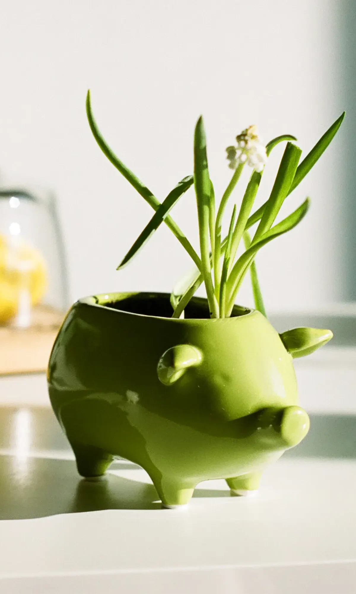 Chive Pig Chartreuse color glazed ceramic pig shaped planter styled with a small plant on a table in a bright room.