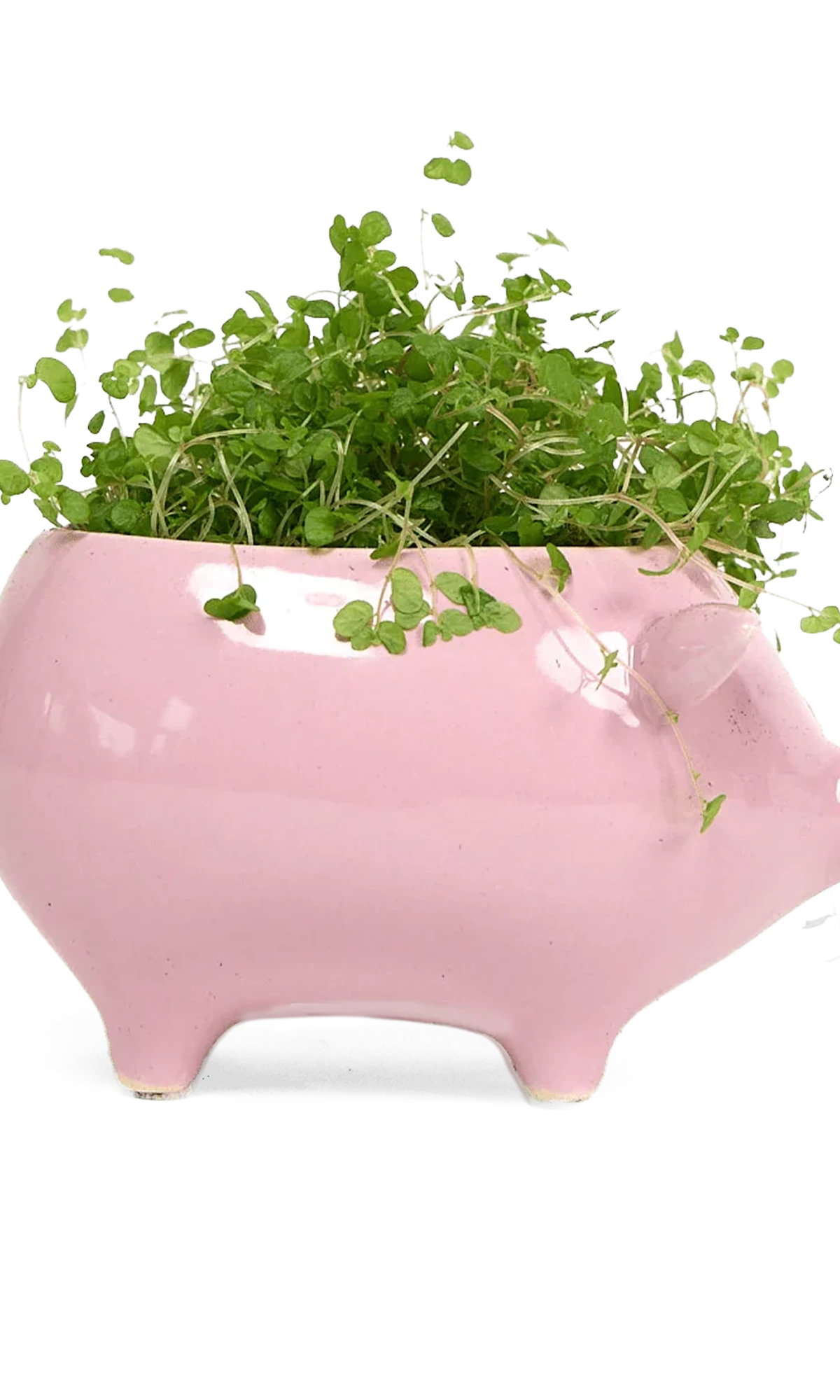 Chive Pig Pink color glazed ceramic pig shaped planter styled with a plant.