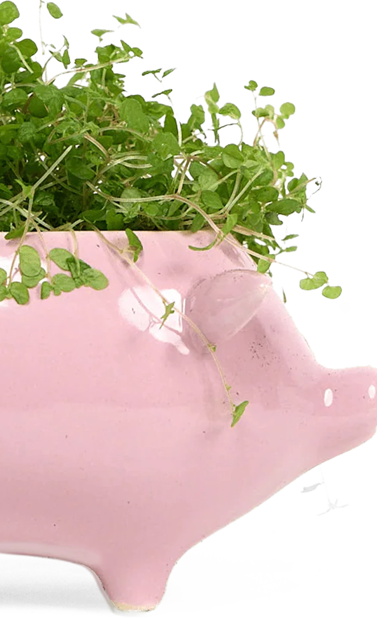 Close-up of the glossy glazed finish on a Chive Pig Pink color ceramic planter, styled with a plant.