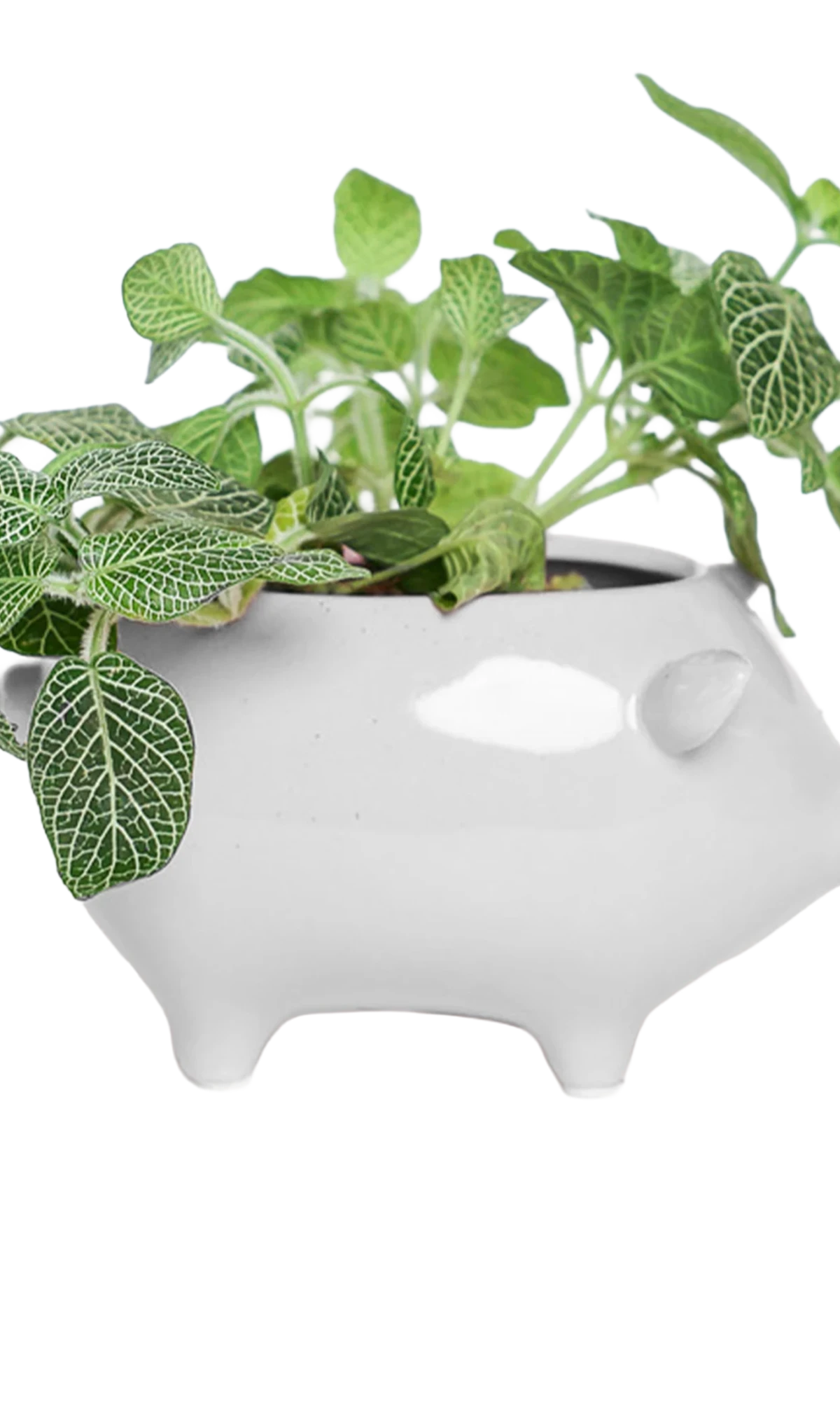 Chive Pig White color glazed ceramic pig shaped planter styled with a fittonia plant.