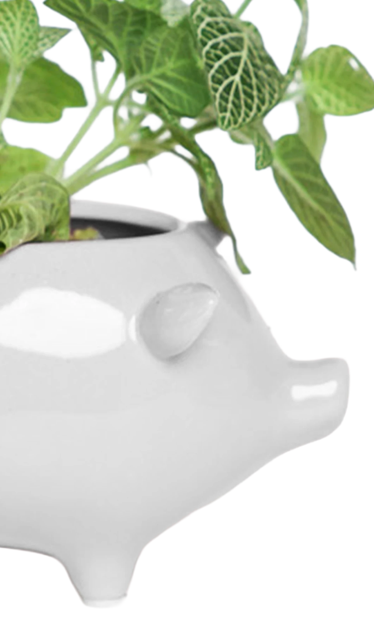 Close-up of the glossy glazed finish on a Chive Pig White color ceramic planter, styled with a plant.