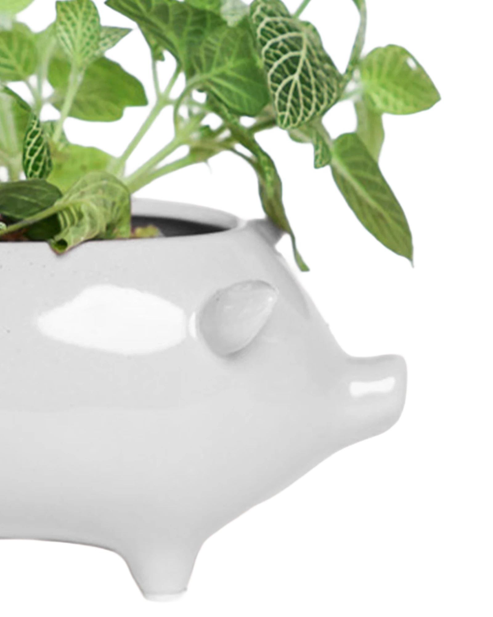 Close-up of the glossy glazed finish on a Chive Pig White color ceramic planter, styled with a plant.