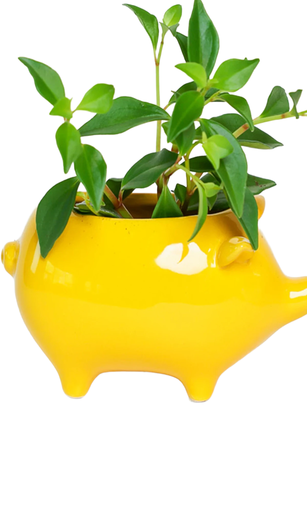 Chive Pig Yellow color glazed ceramic pig shaped planter styled with a small plant.