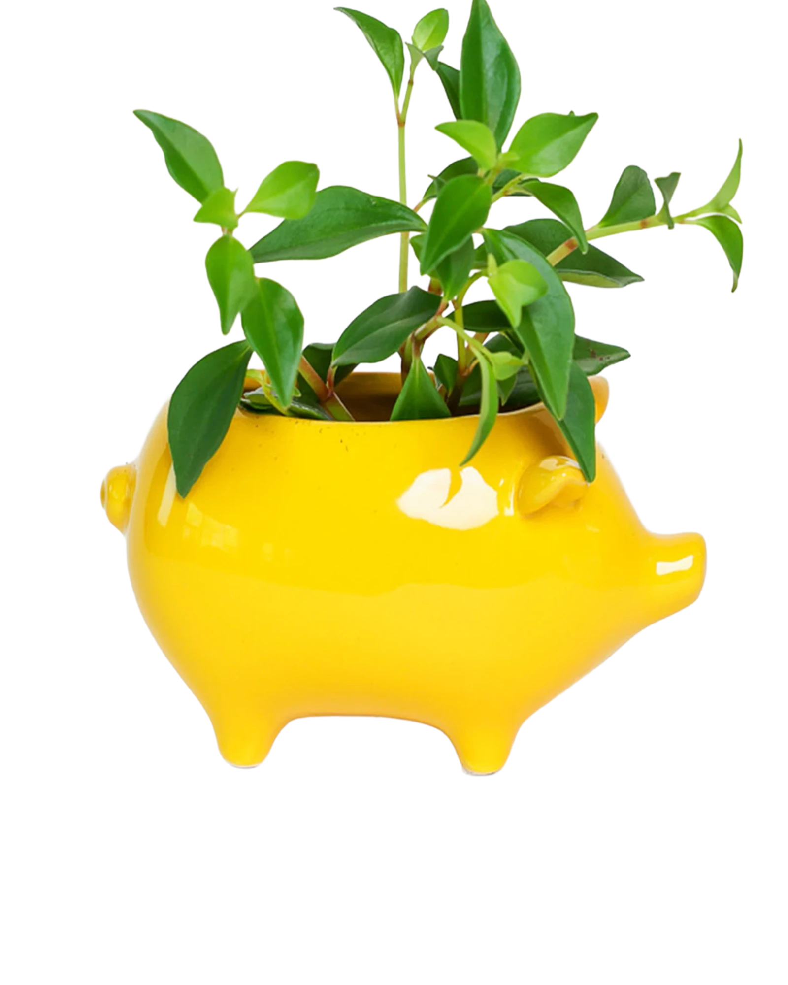 Chive Pig Yellow color glazed ceramic pig shaped planter styled with a small plant.