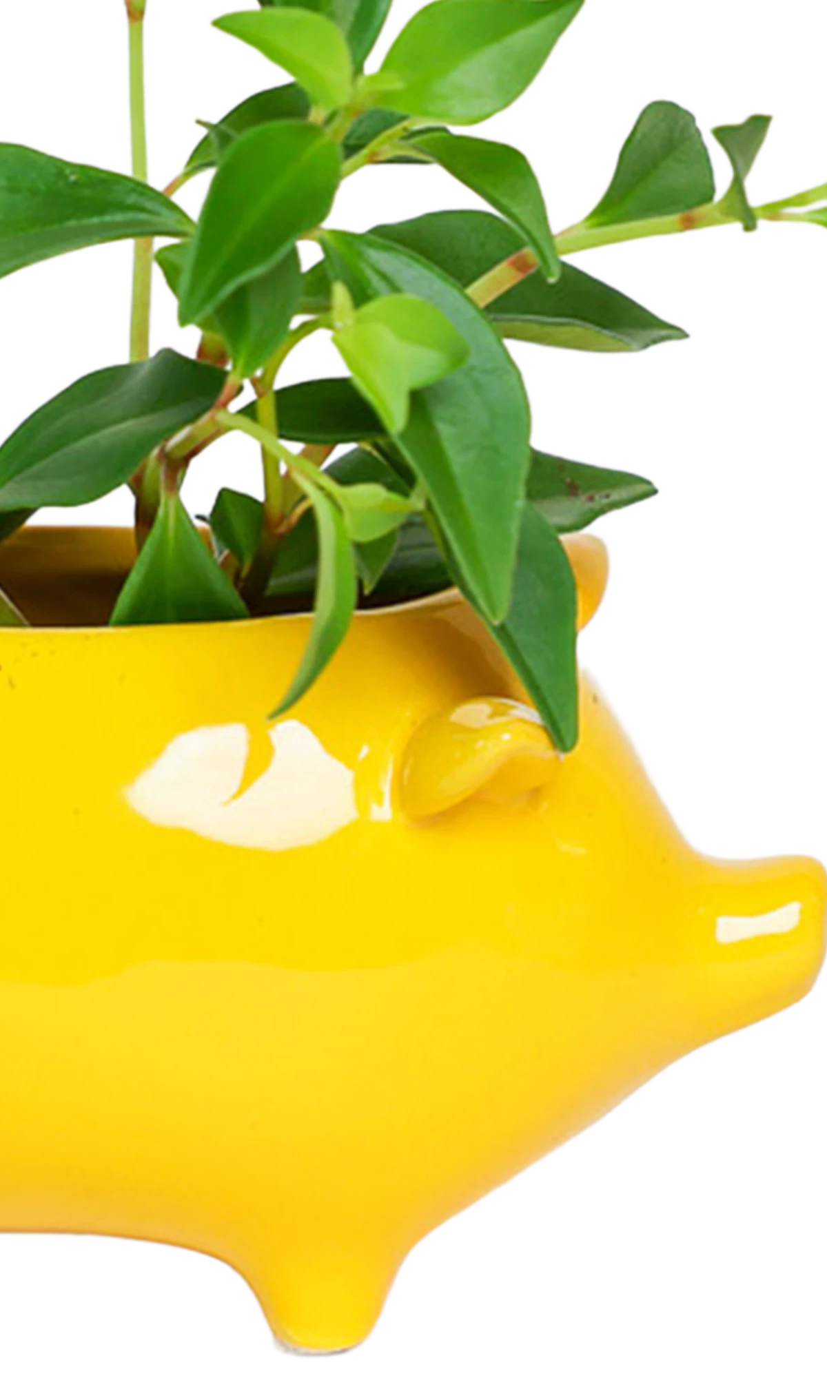 Close-up of the glossy glazed finish on a Chive Pig Yellow color ceramic planter, styled with a plant.