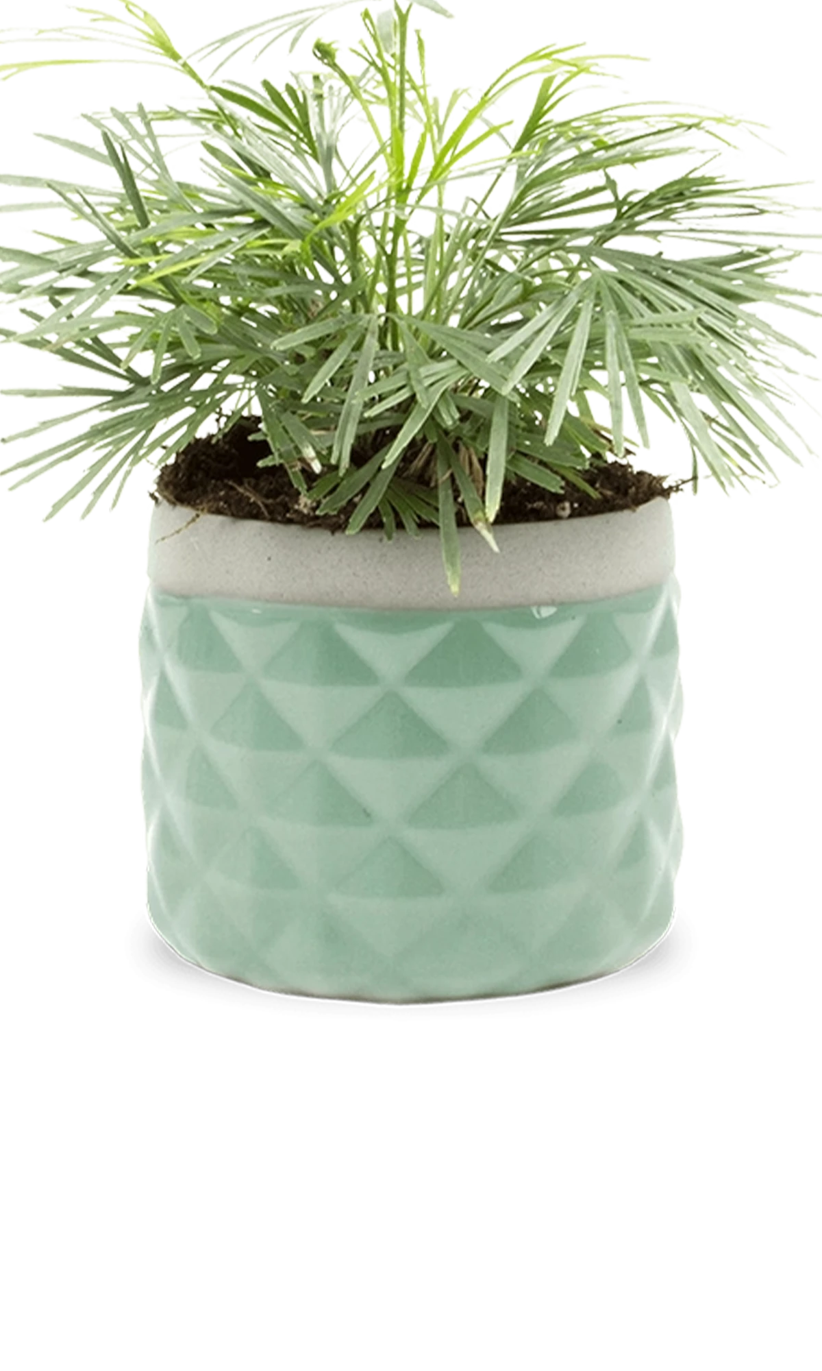 Chive Pina aqua color ceramic diamond-textured planter pot styled with a plant, with no drainage.