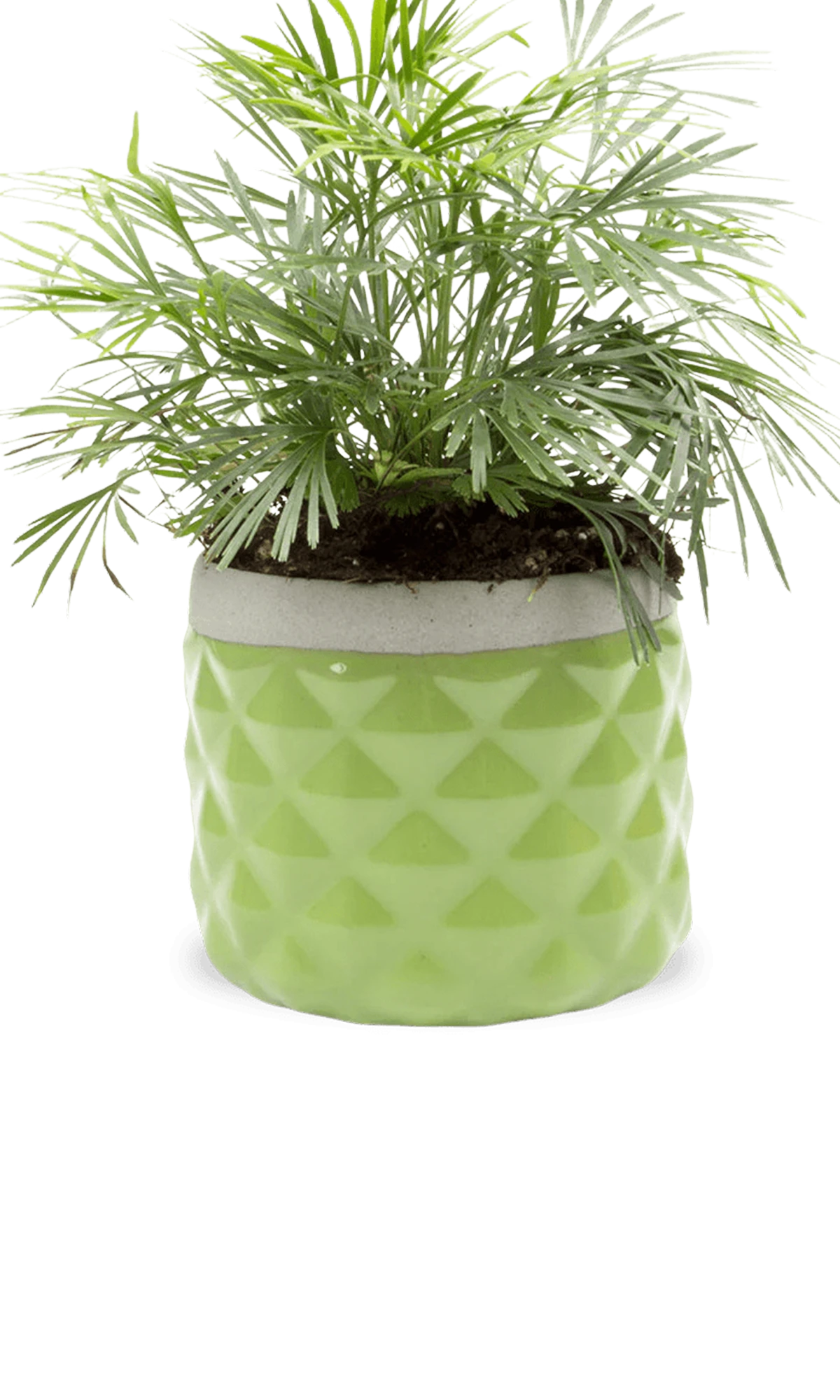 Chive Pina fern color ceramic diamond-textured planter pot styled with a plant, with no drainage.