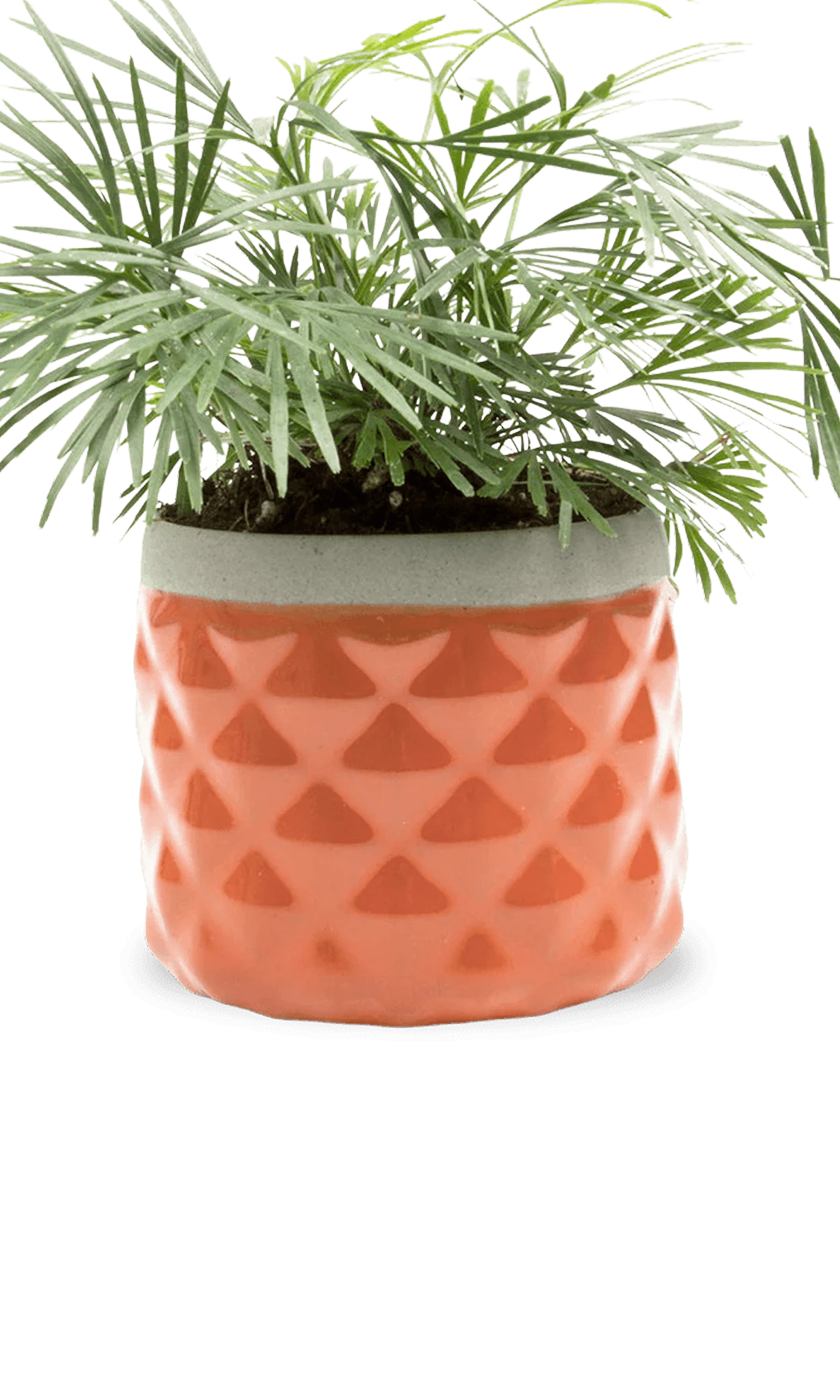Chive Pina ginger color ceramic diamond-textured planter pot styled with a plant, with no drainage.