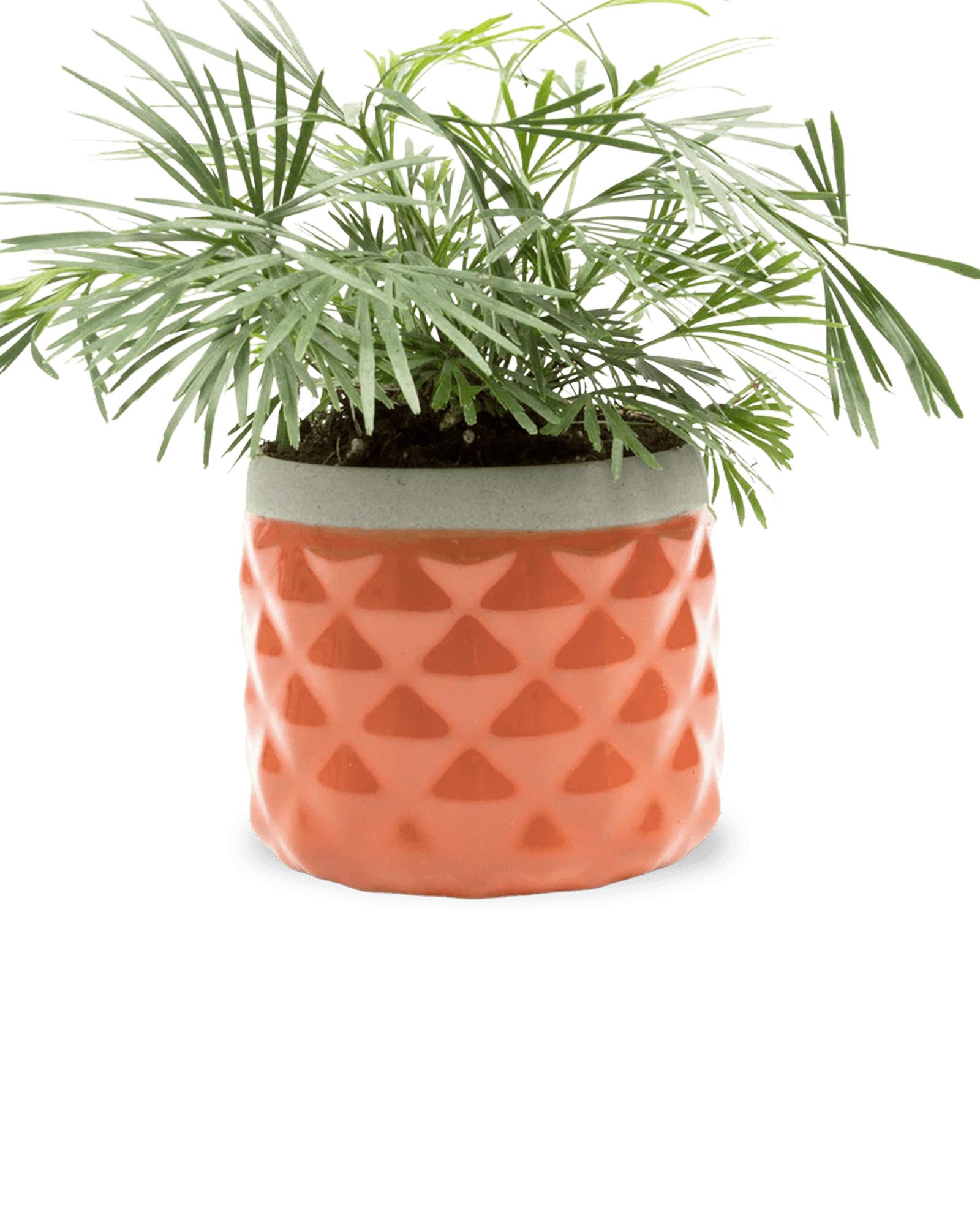 Chive Pina ginger color ceramic diamond-textured planter pot styled with a plant, with no drainage.
