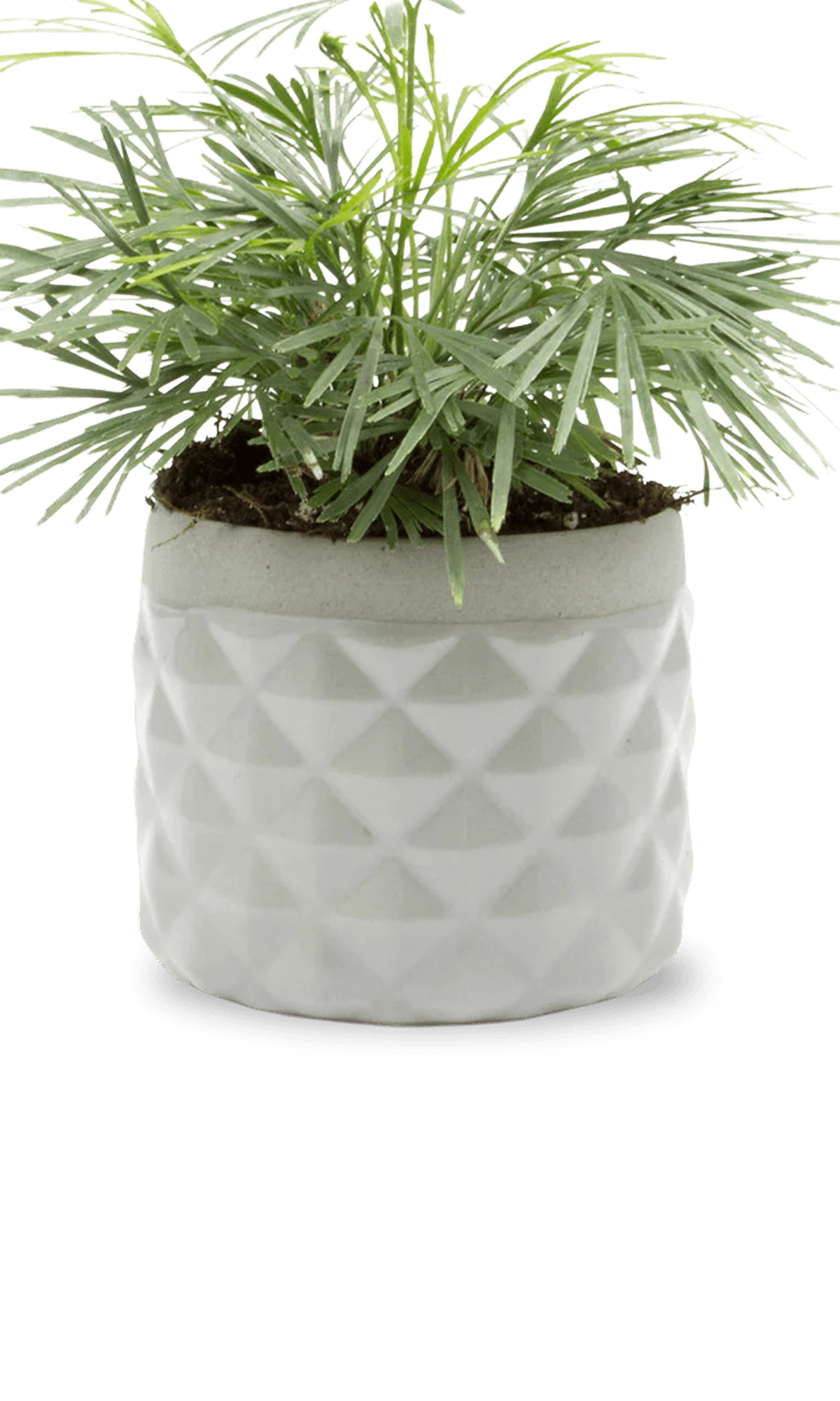 Chive Pina light grey ceramic diamond-textured planter pot styled with a plant, with no drainage.
