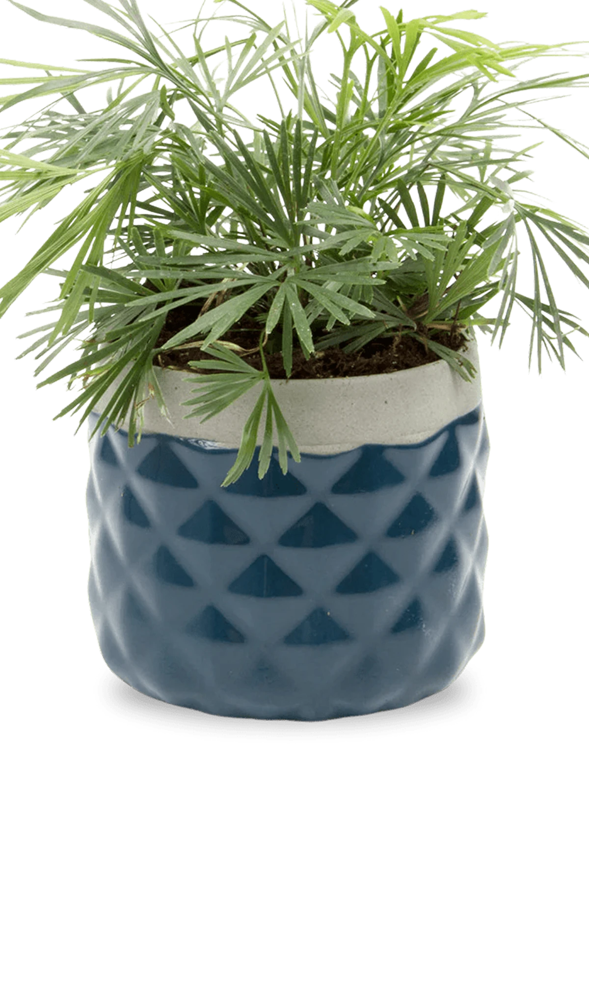Chive Pina midnight blue ceramic diamond-textured planter pot styled with a plant, with no drainage.