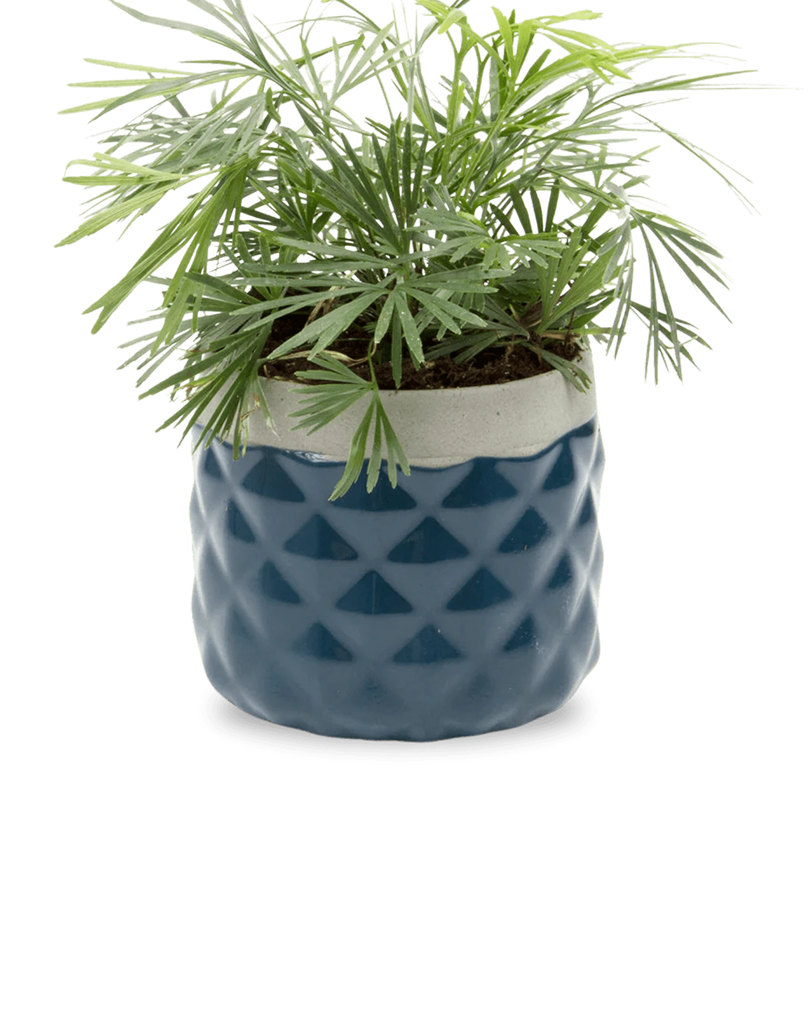 Chive Pina midnight blue ceramic diamond-textured planter pot styled with a plant, with no drainage.
