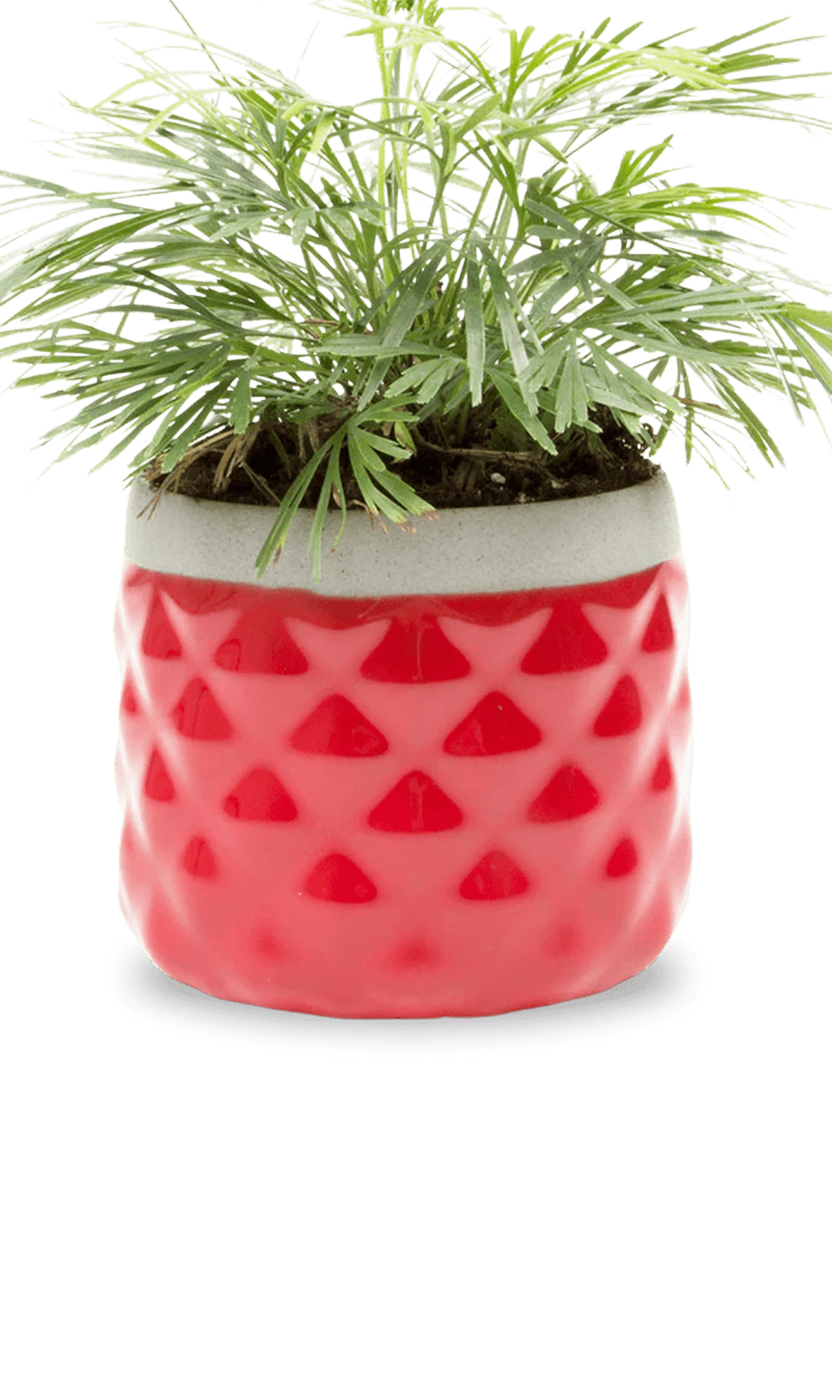 Chive Pina red ceramic diamond-textured planter pot styled with a plant, with no drainage.