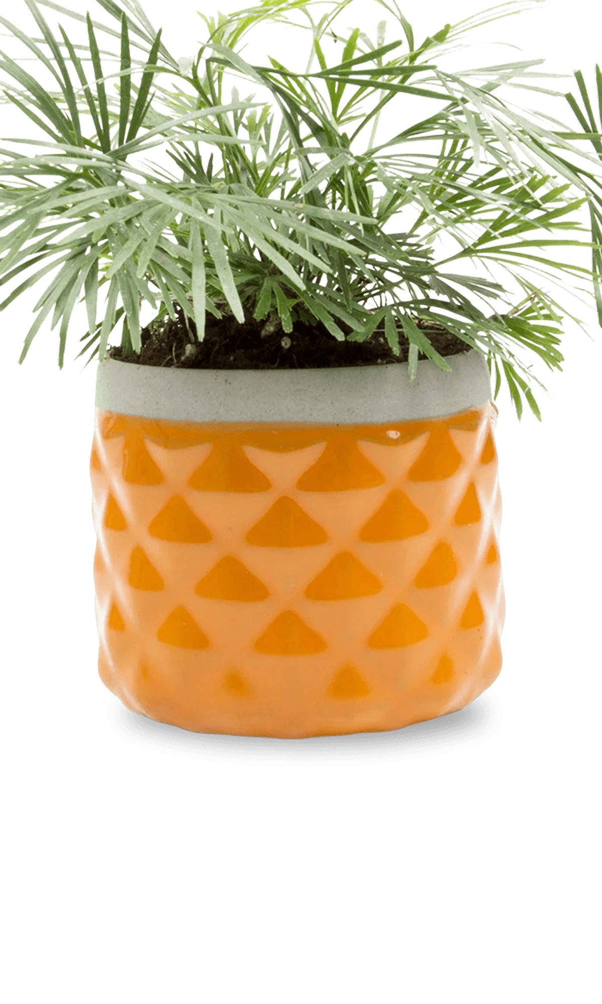 Chive Pina rust color ceramic diamond-textured planter pot styled with a plant, with no drainage.