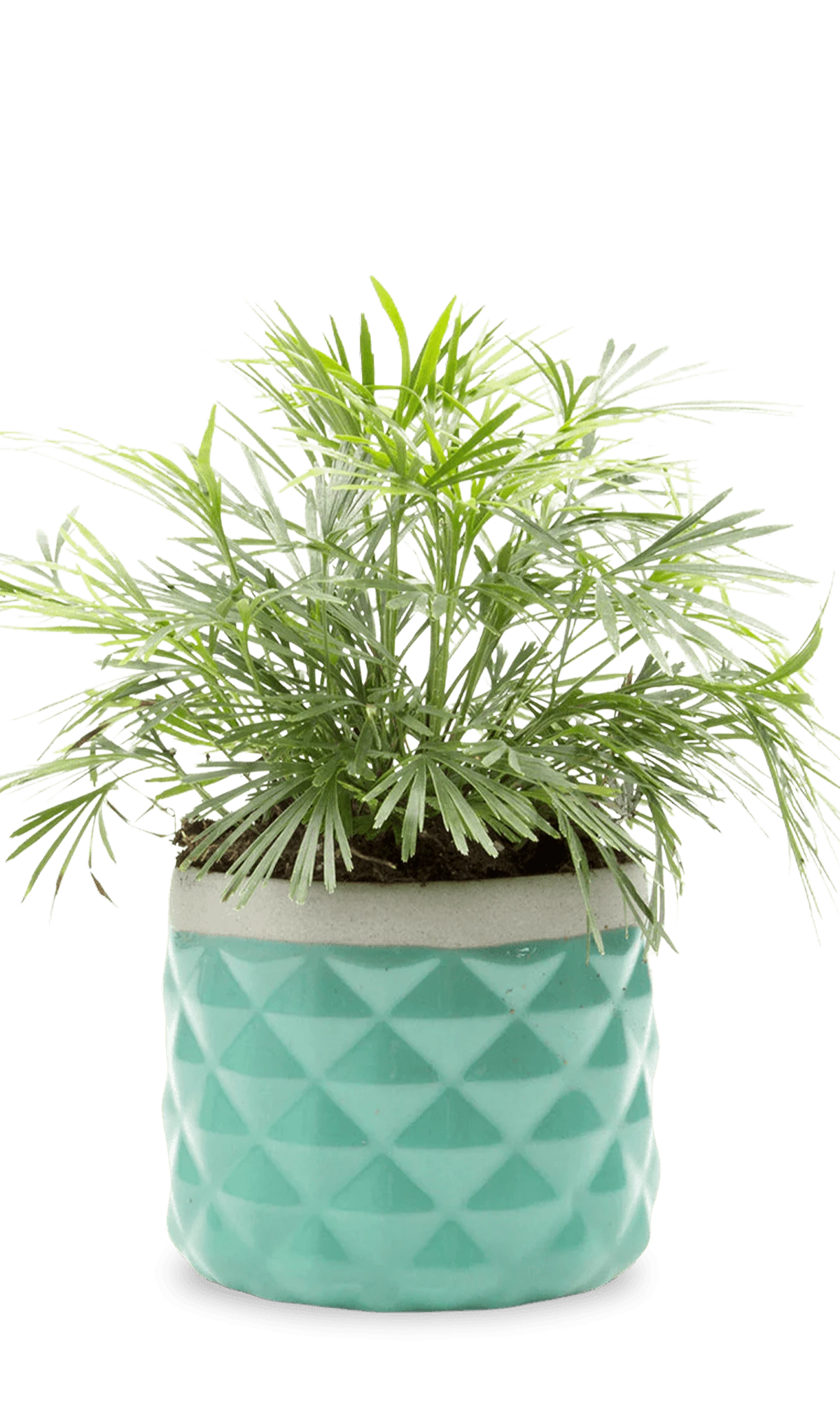 Chive Pina seafoam color ceramic diamond-textured planter pot styled with a plant.