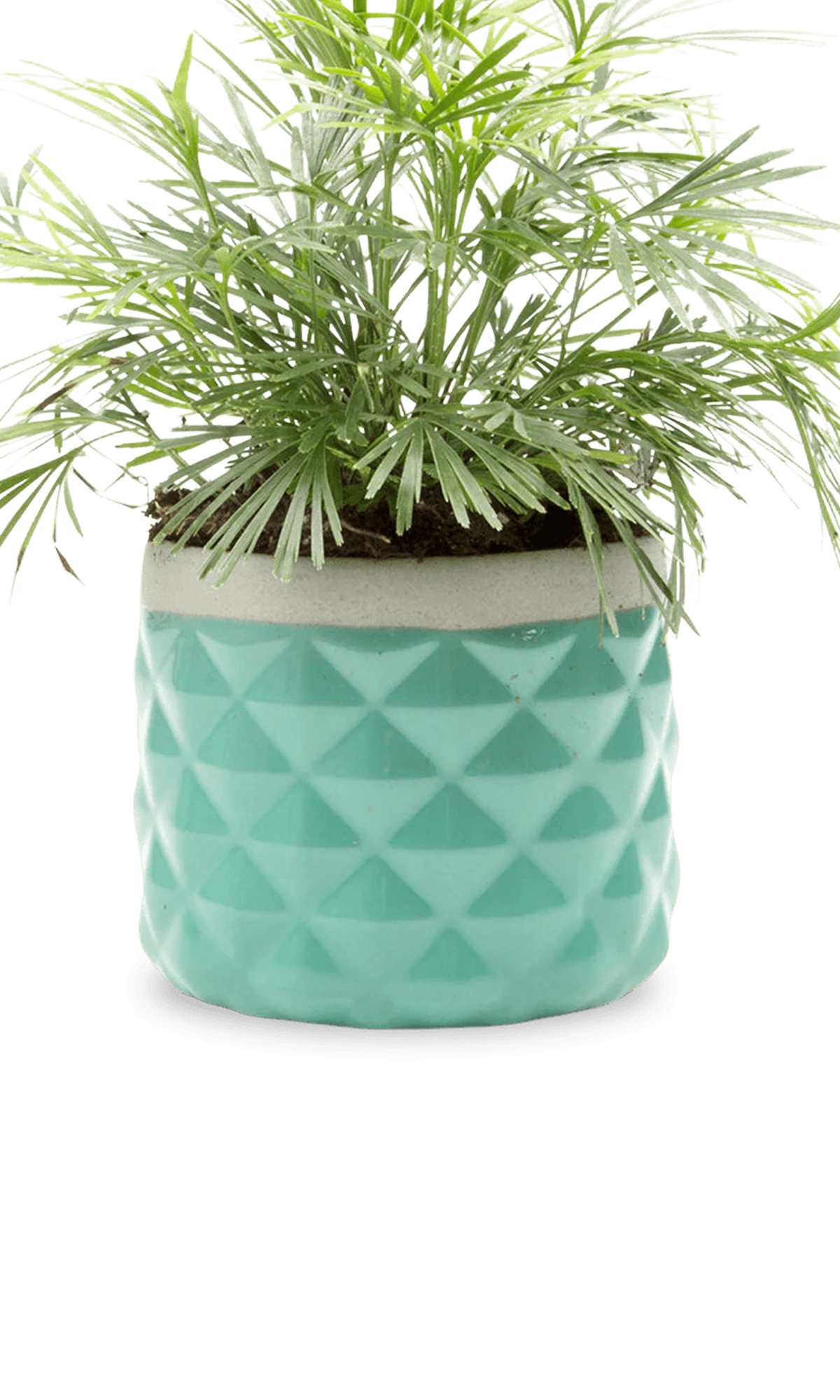 Chive Pina seafoam color ceramic diamond-textured planter pot styled with a plant, with no drainage.