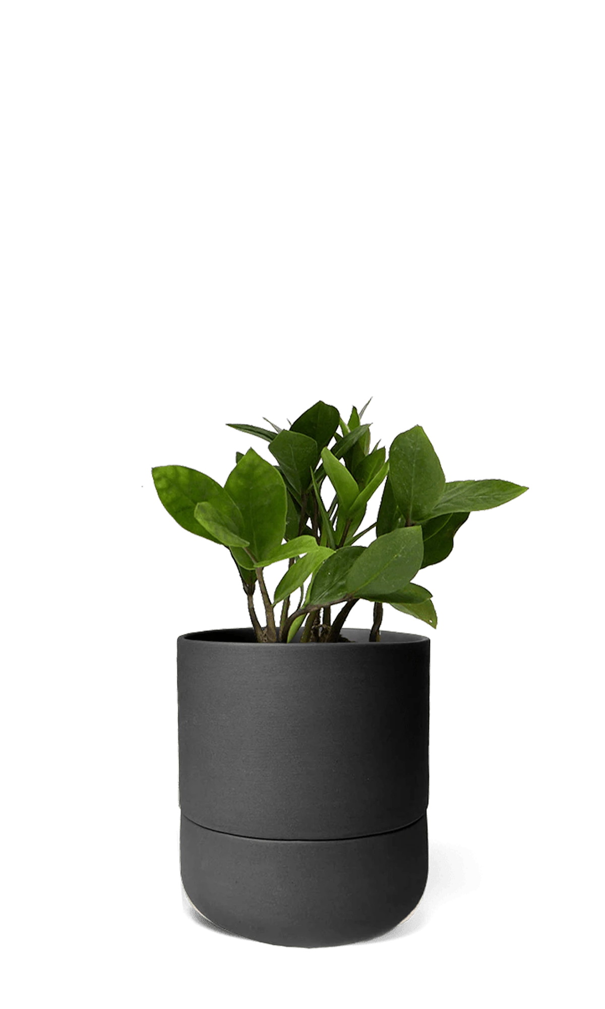 Chive Ryan black ceramic self-watering pot with drainage and saucer styled with a plant.