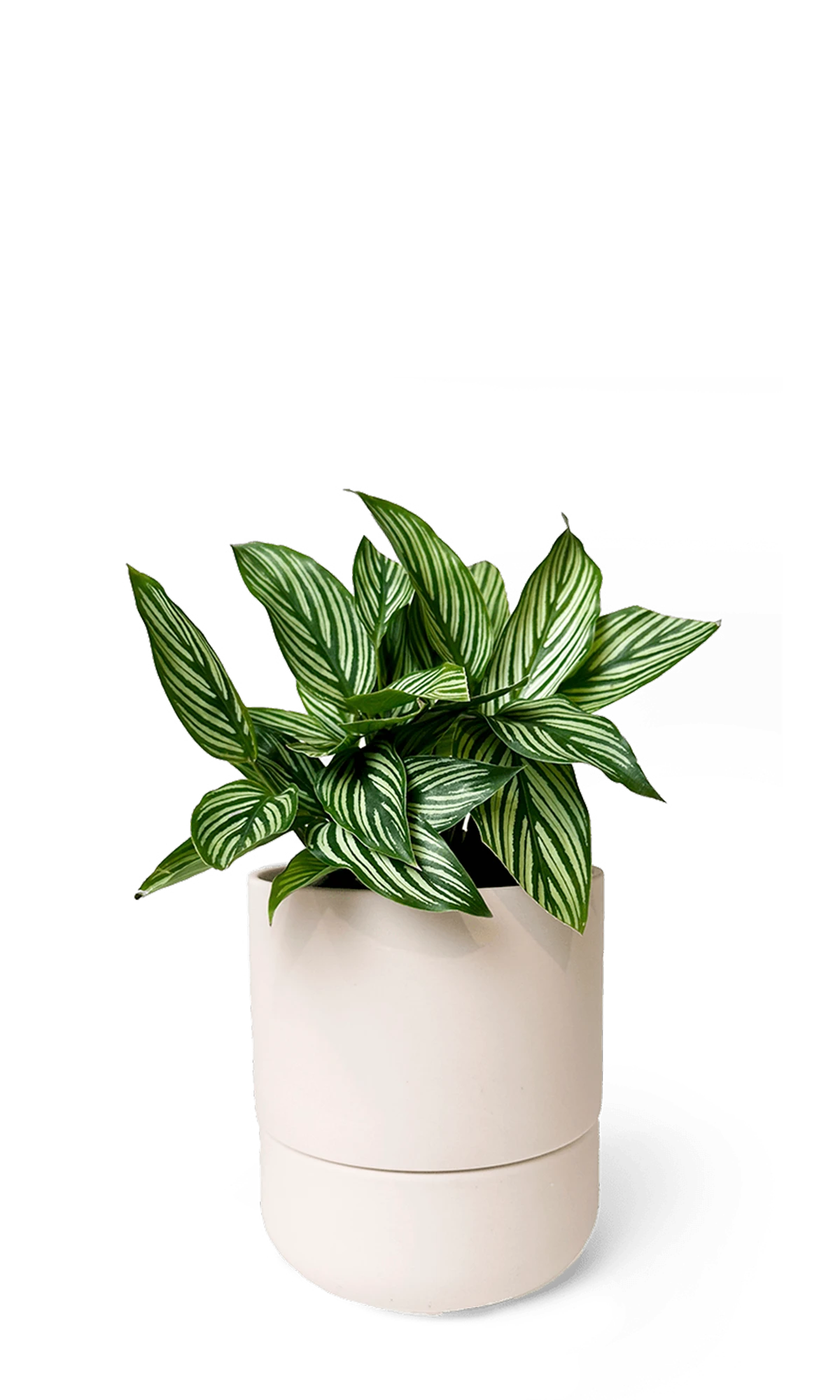 Chive Ryan blush pink ceramic self-watering pot with drainage and saucer styled with a plant.