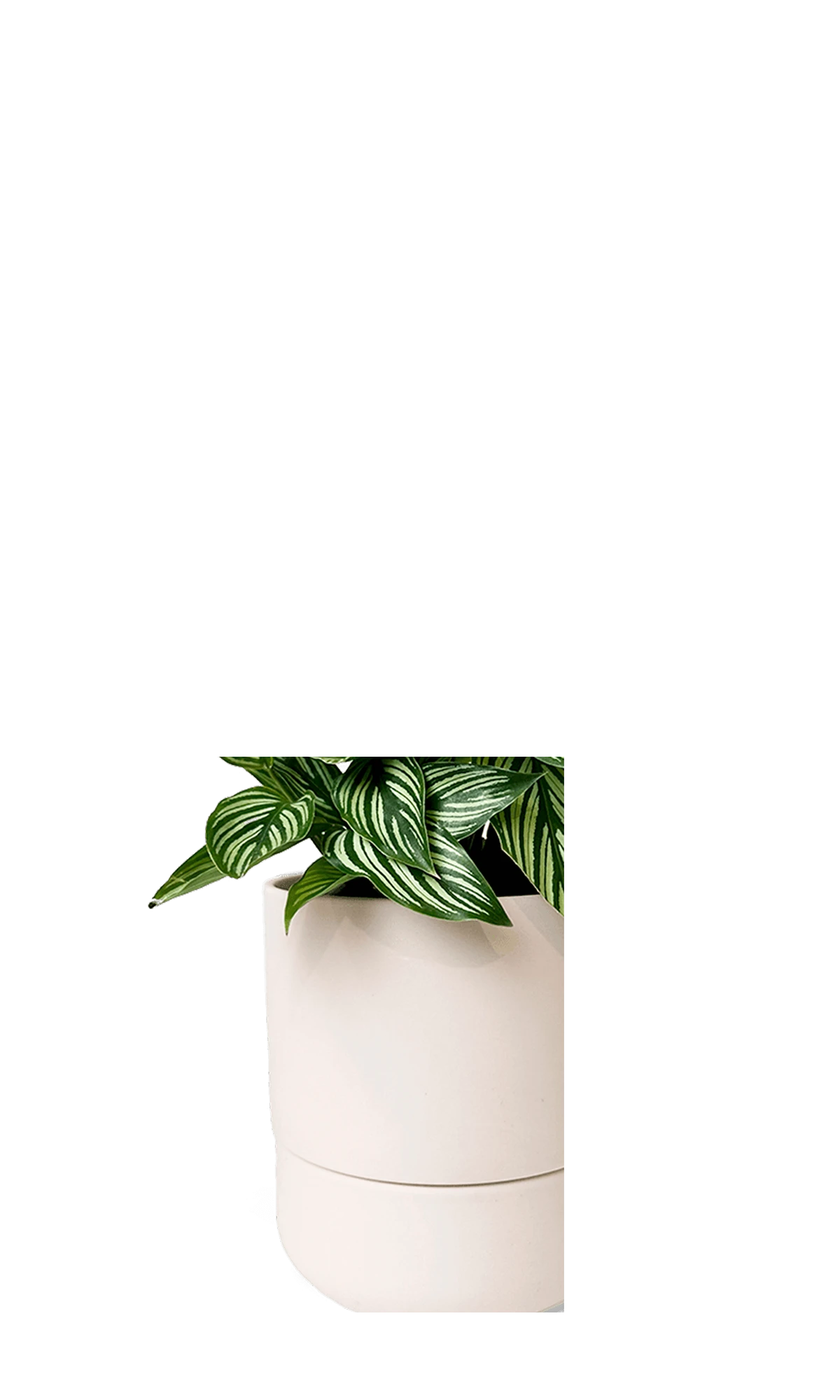 Close up of Chive Ryan blush pink ceramic self-watering plant pot with drainage hole and detachable saucer.