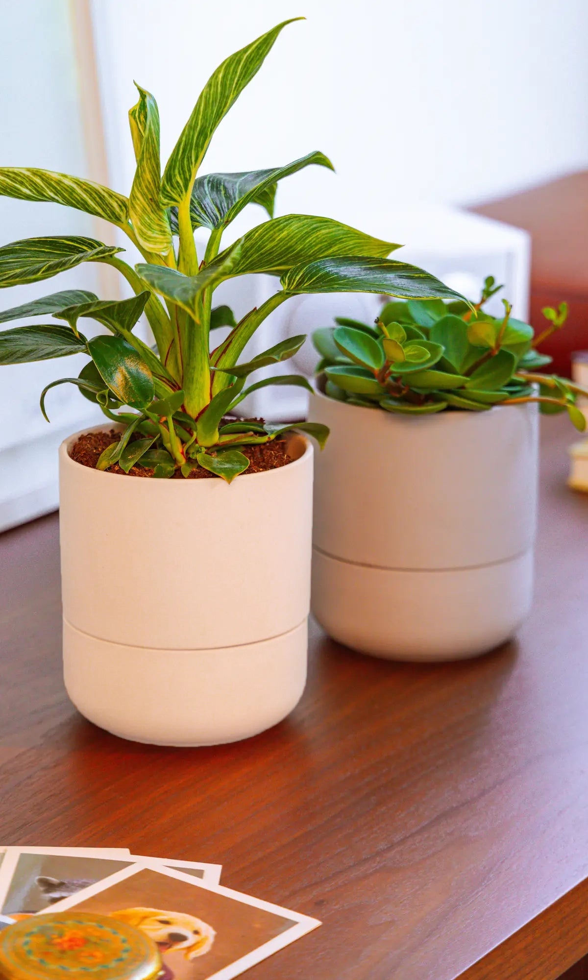 Chive Ryan self-watering ceramic planters in blush and grey styled with a dracaena and jade plant on a wood table.