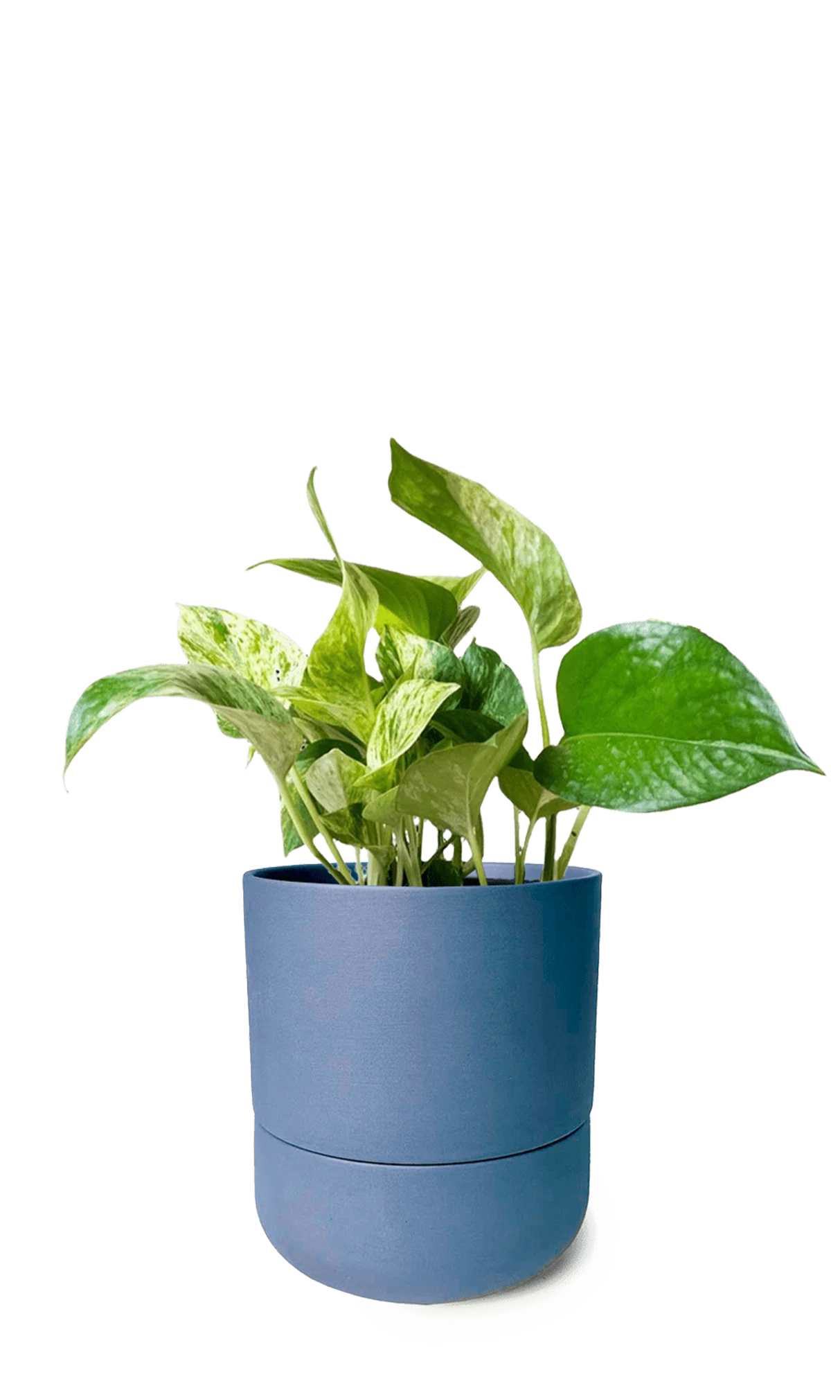 Chive Ryan dark blue ceramic self-watering pot with drainage and saucer styled with a pothos plant.