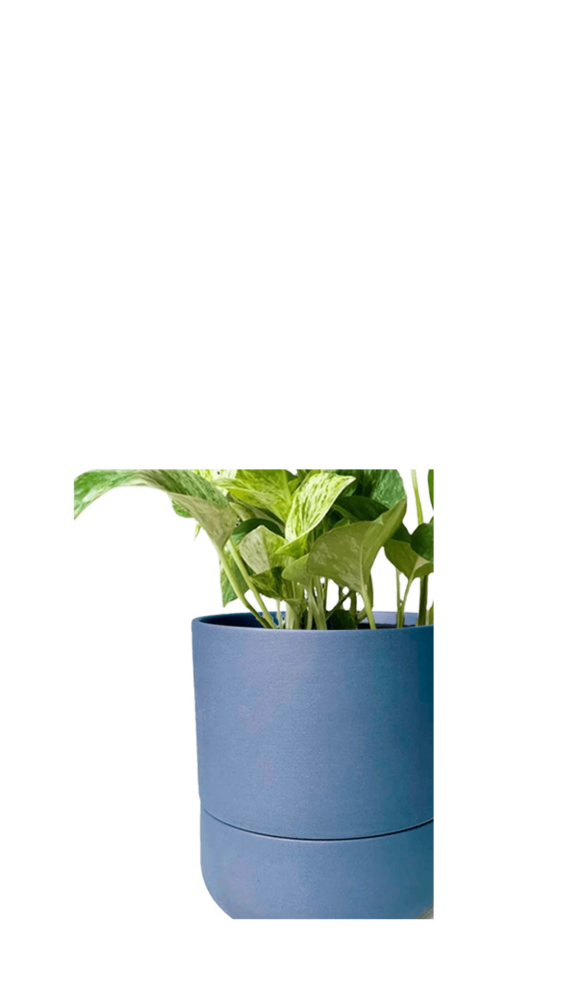 Close up of Chive Ryan dark blue ceramic self-watering plant pot with drainage hole and detachable saucer, with a pothos.