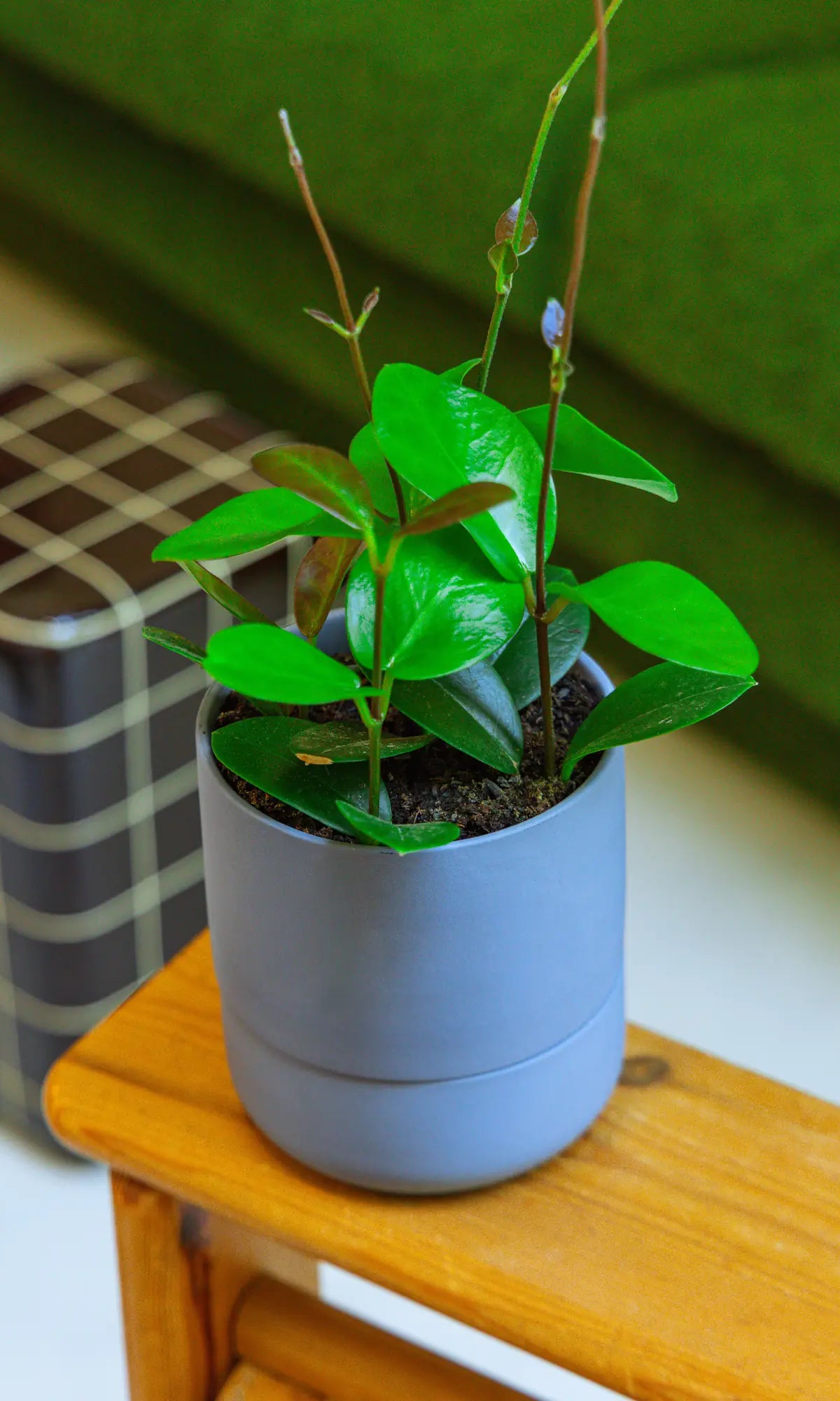 Chive Ryan dark blue self-watering ceramic planter styled with a peperomia on a wooden side table.