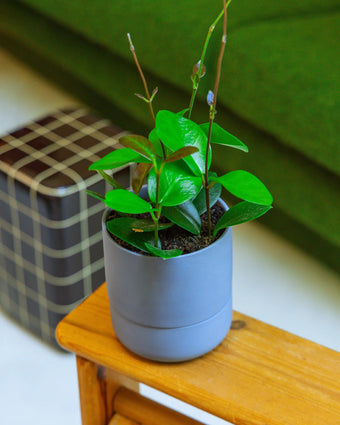 Chive Ryan dark blue self-watering ceramic planter styled with a peperomia on a wooden side table.