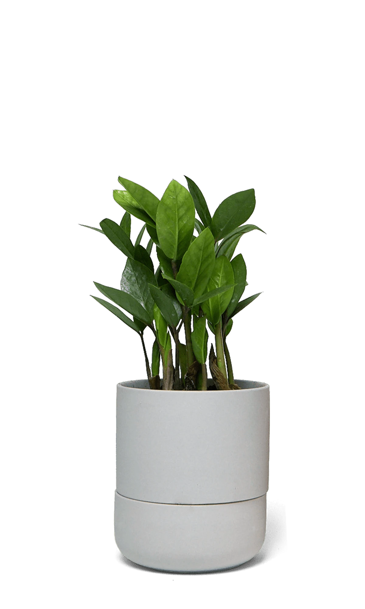 Chive Ryan grey ceramic self-watering pot with drainage and saucer styled with a plant.