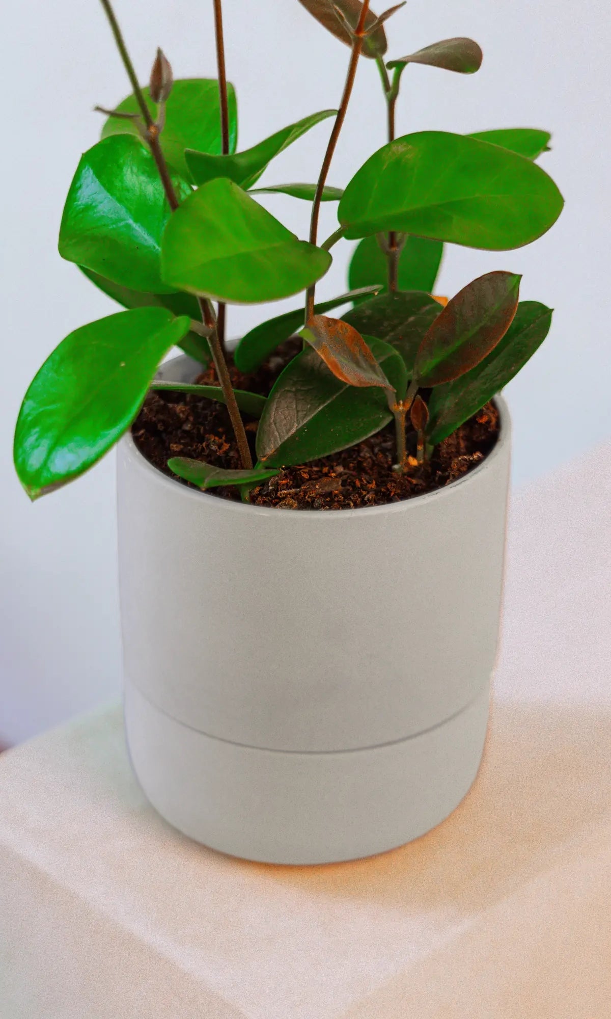 Chive Ryan grey self-watering ceramic planter styled with a peperomia on a white plinth against a light wall.