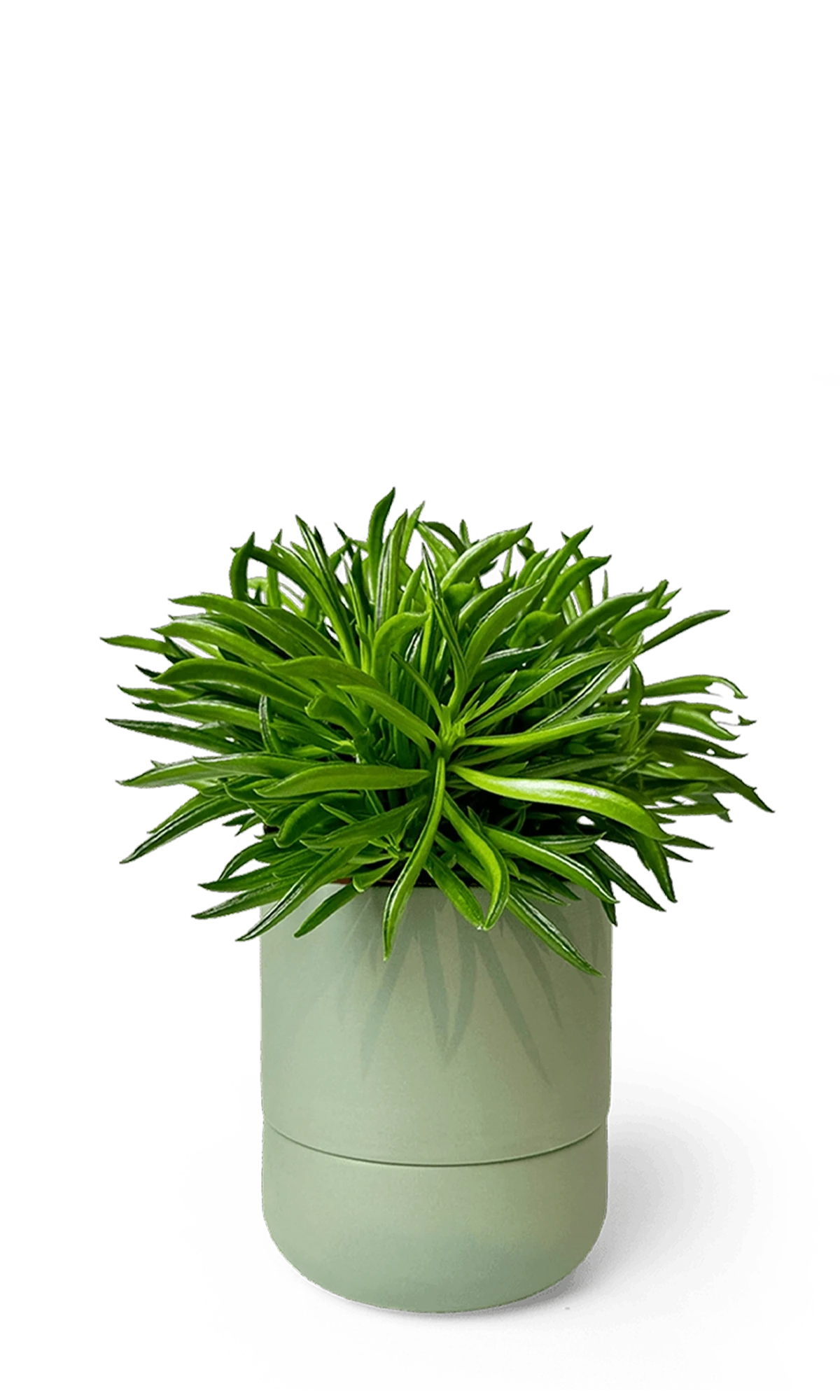 Chive Ryan olive ceramic self-watering pot with drainage and saucer styled with a plant.