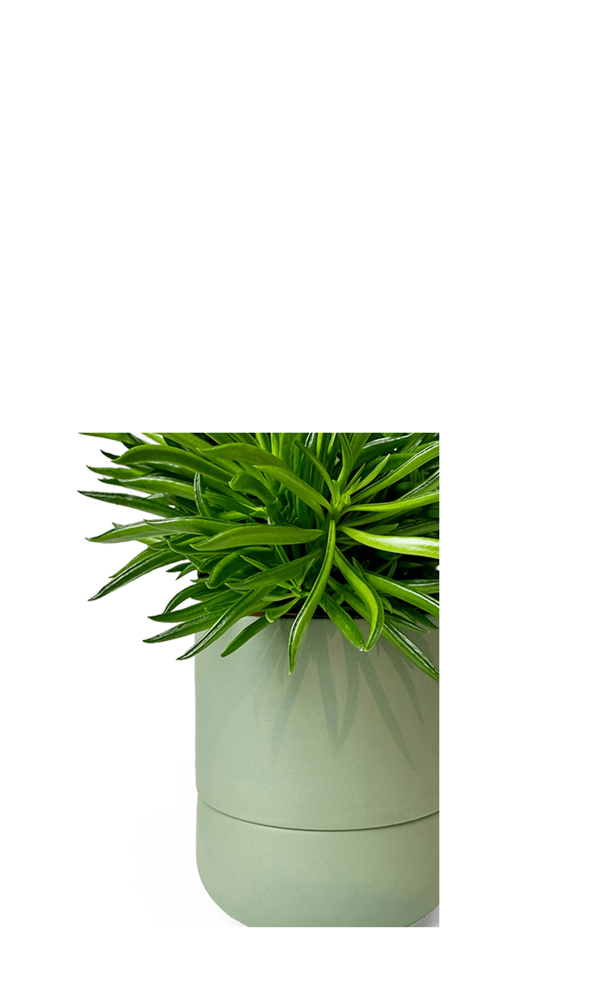 Close up of Chive Ryan olive ceramic self-watering plant pot with drainage hole and detachable saucer.