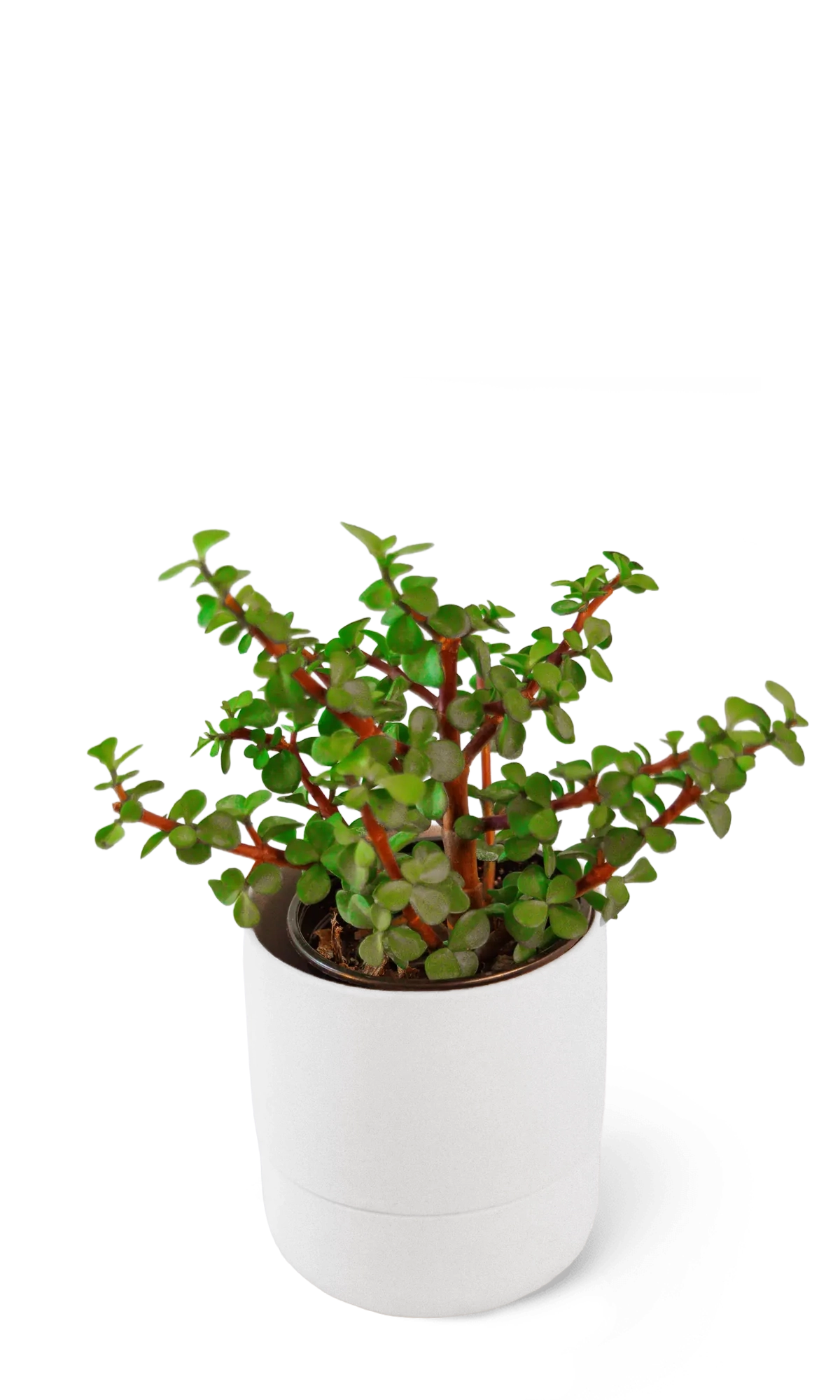 Chive Ryan white self-watering ceramic planter with a matte finish, styled with a jade plant.