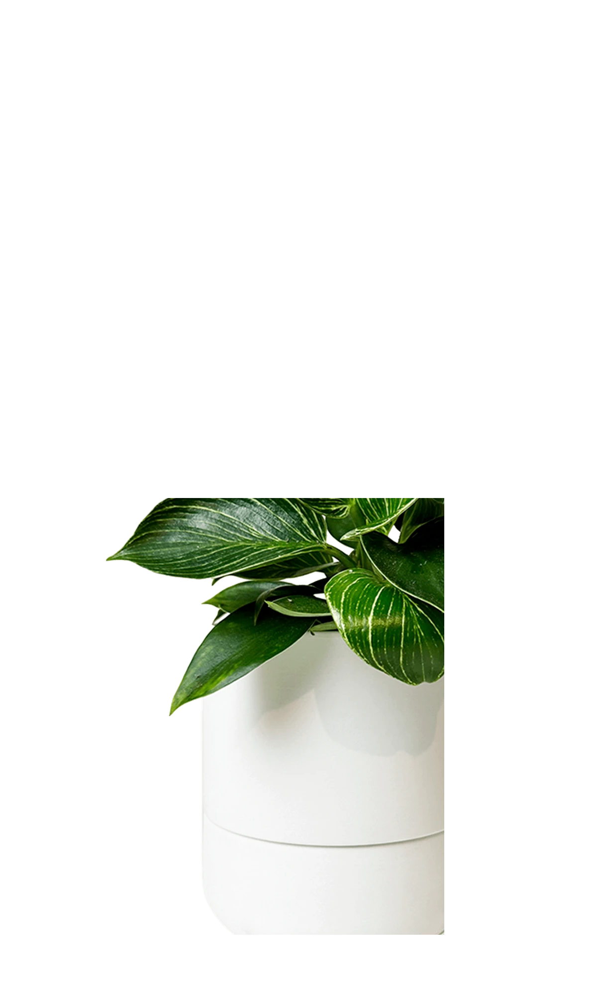 Close up of Chive Ryan white ceramic self-watering plant pot with drainage and detachable saucer, styled with a plant.