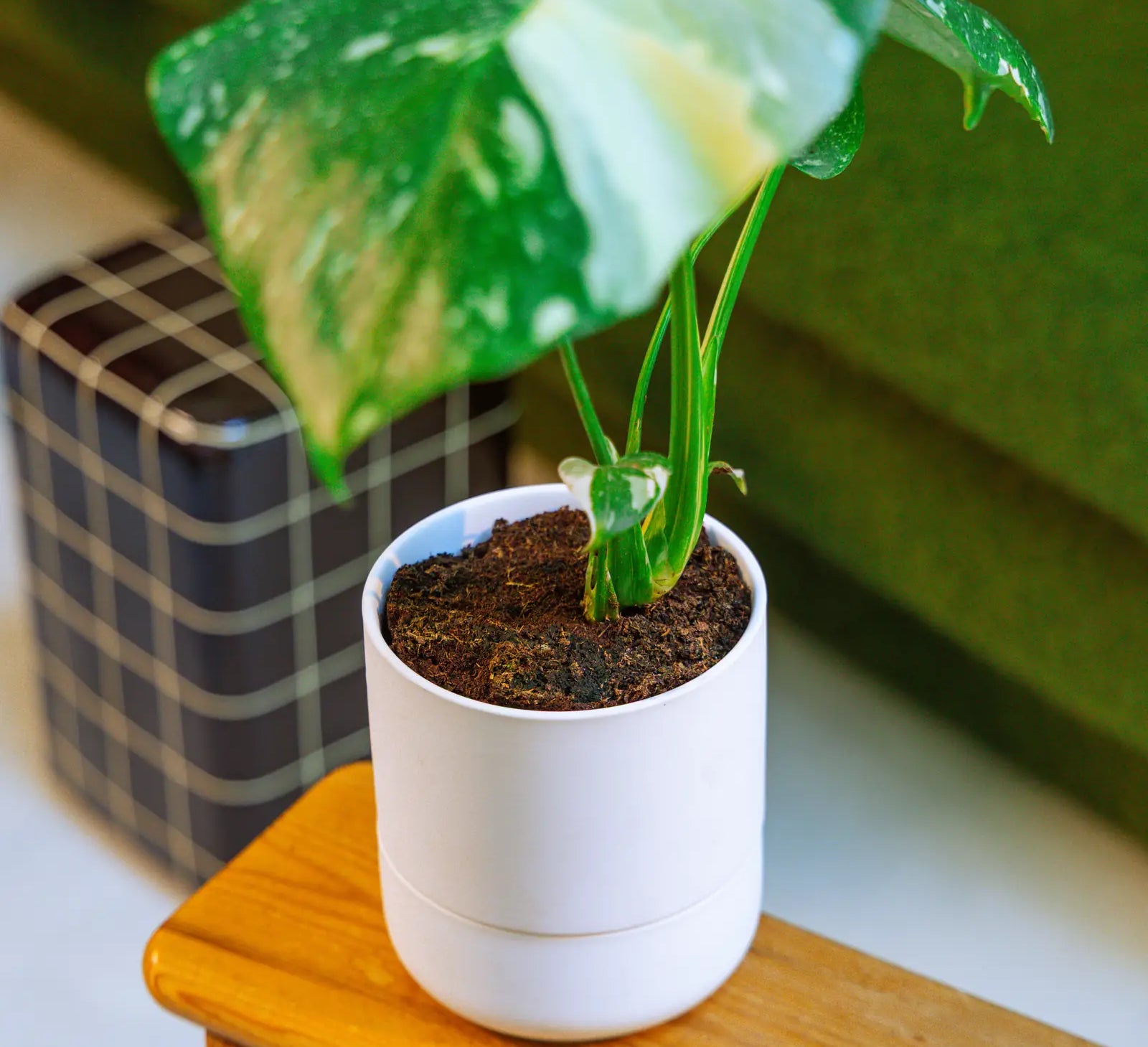 Chive Ryan white self-watering ceramic planter styled with a variegated monstera on a wooden side table.