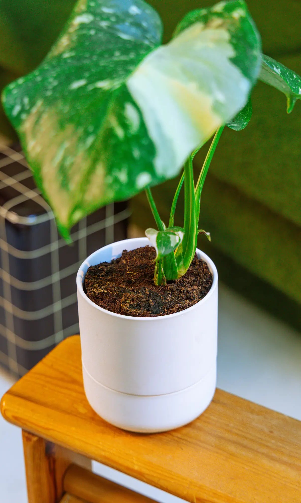 Chive Ryan white self-watering ceramic planter styled with a variegated monstera on a wooden side table.