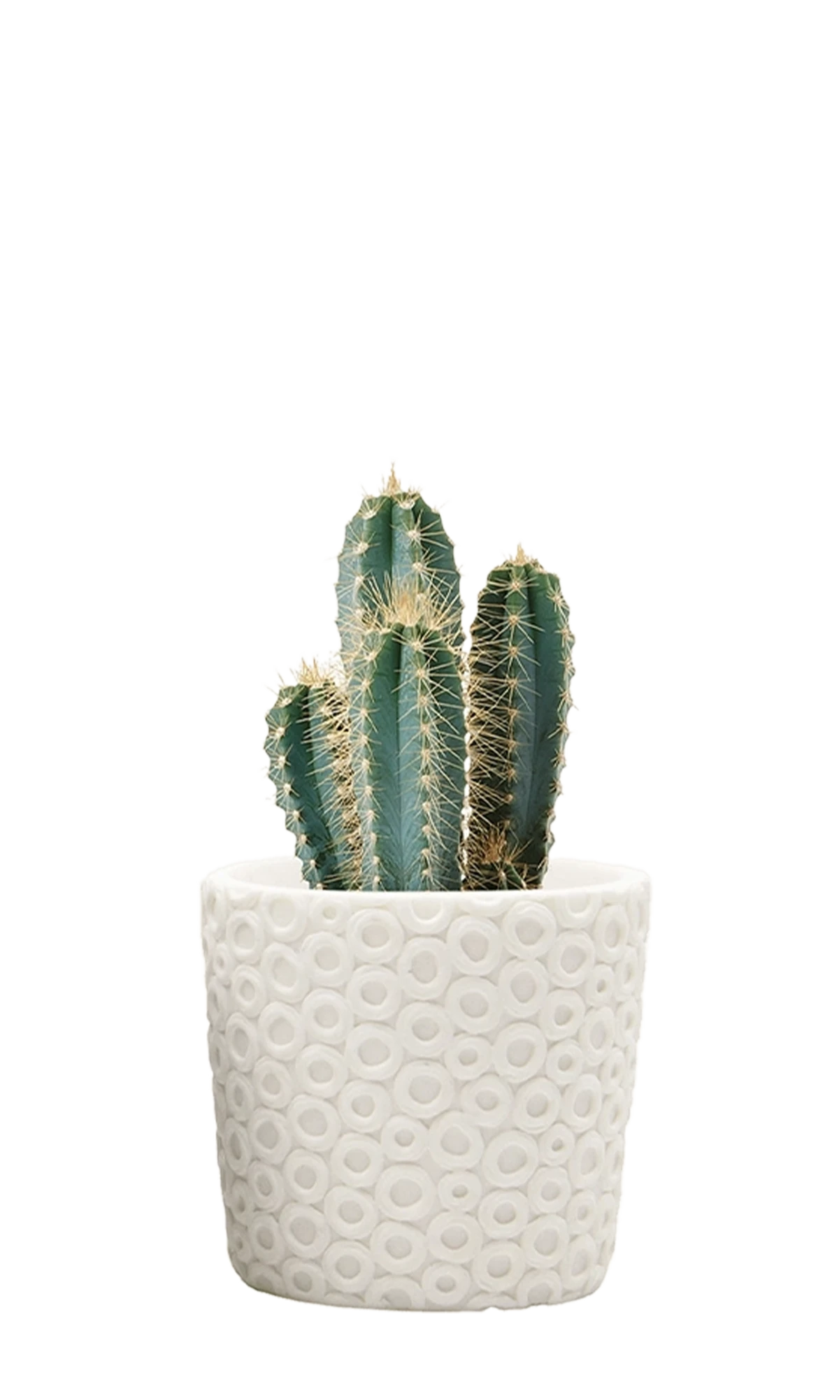Chive Stagma white dots resin planter pot styled with a cactus plant.