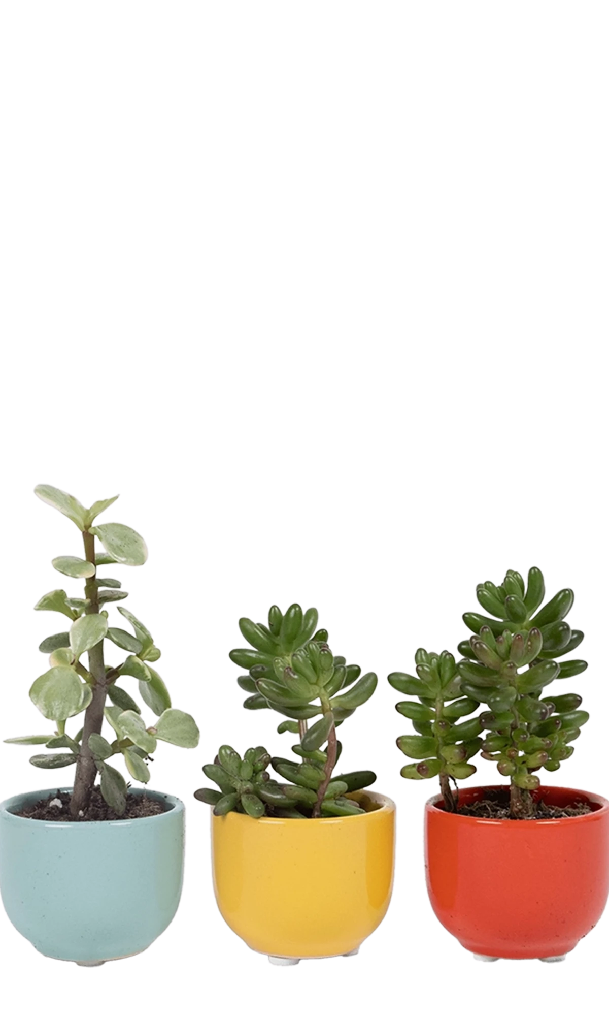 Three Chive Succulent Cup ceramic plant pots in blue, yellow, and red styled with small plants.