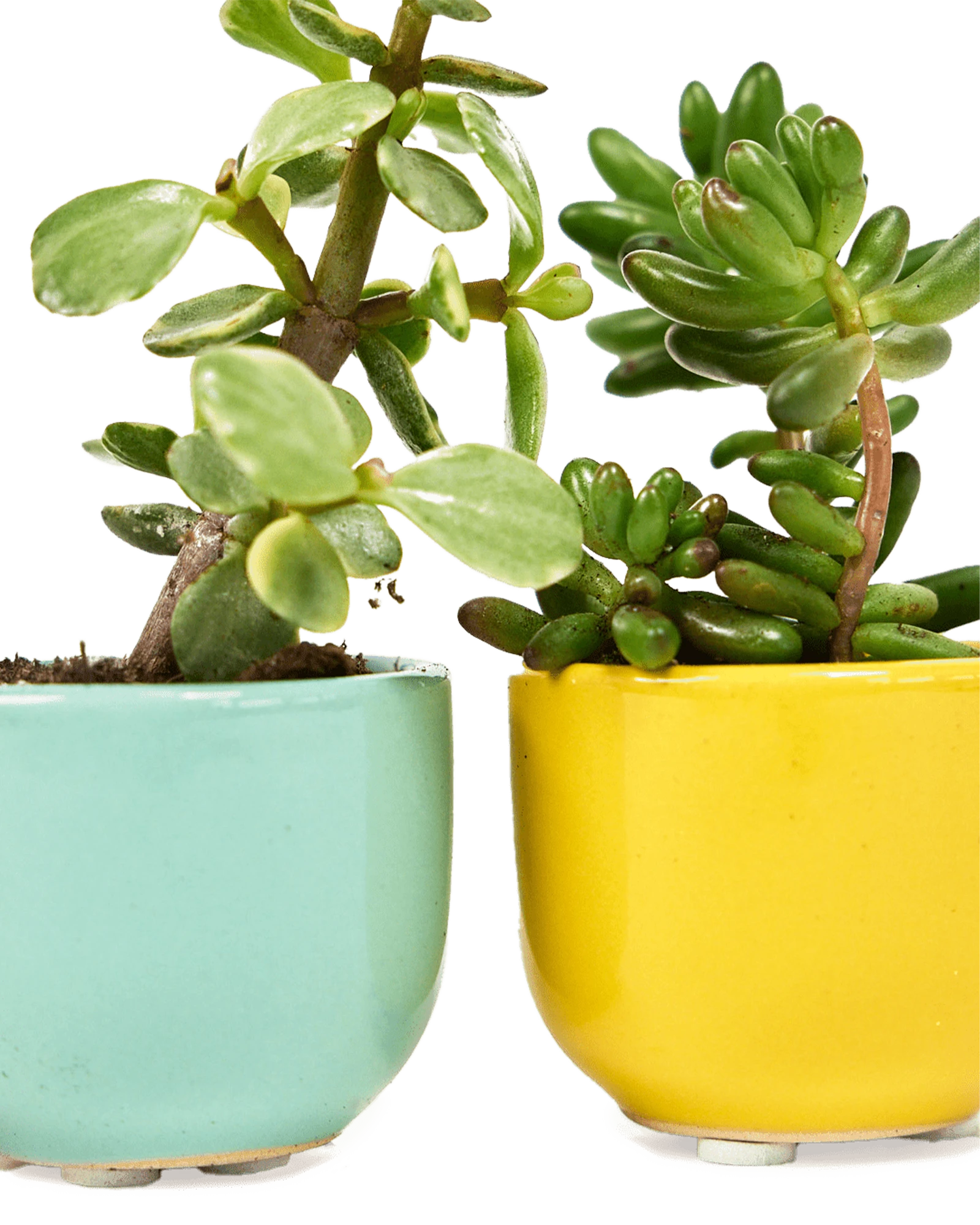 Two Chive Succulent Cup ceramic plant pots in blue and yellow styled with small plants.