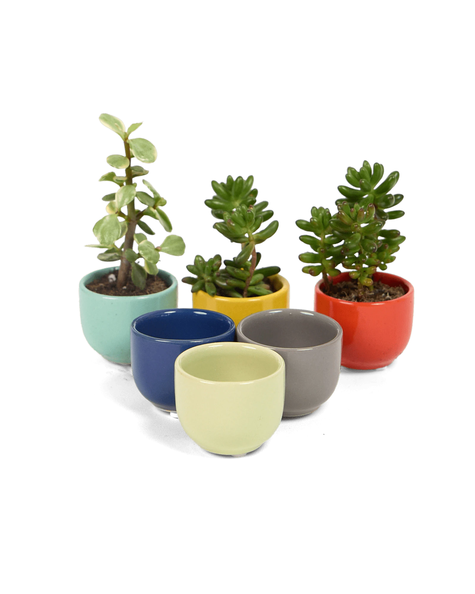 Multiple Chive Succulent Cup glazed ceramic plant pots in different colors, styled with plants.