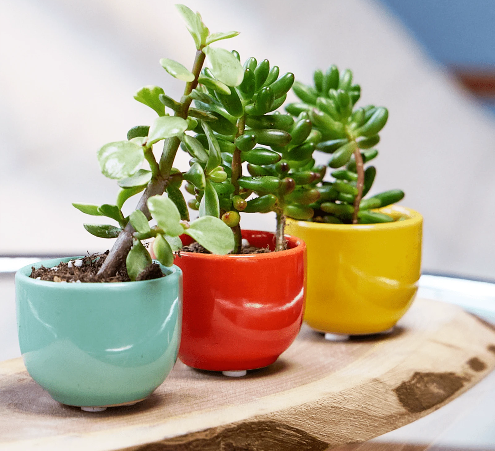 Three Chive Succulent Cup ceramic plant pots in blue, red, and yellow, styled with plants on a wood board.