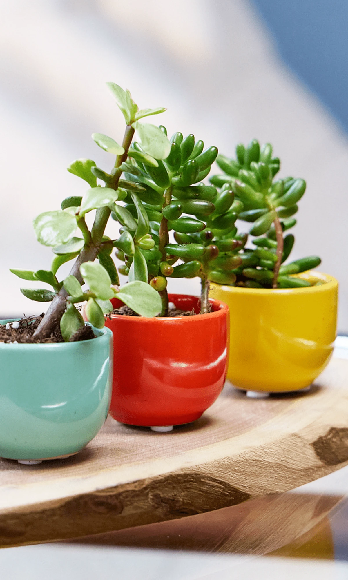 Three Chive Succulent Cup ceramic plant pots in blue, red, and yellow, styled with plants on a wood board.