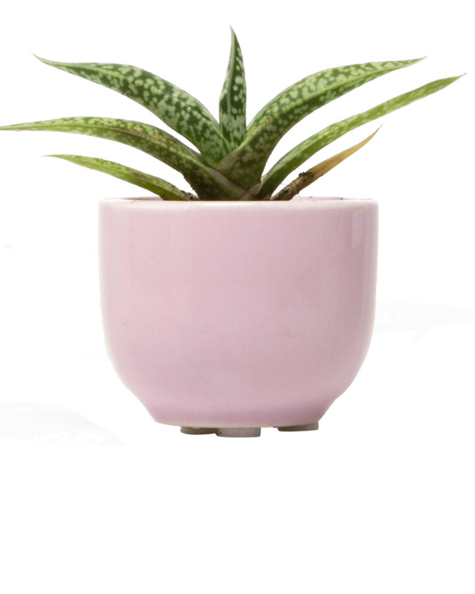 Chive Succulent Cup lilac ceramic plant pot styled with a plant.