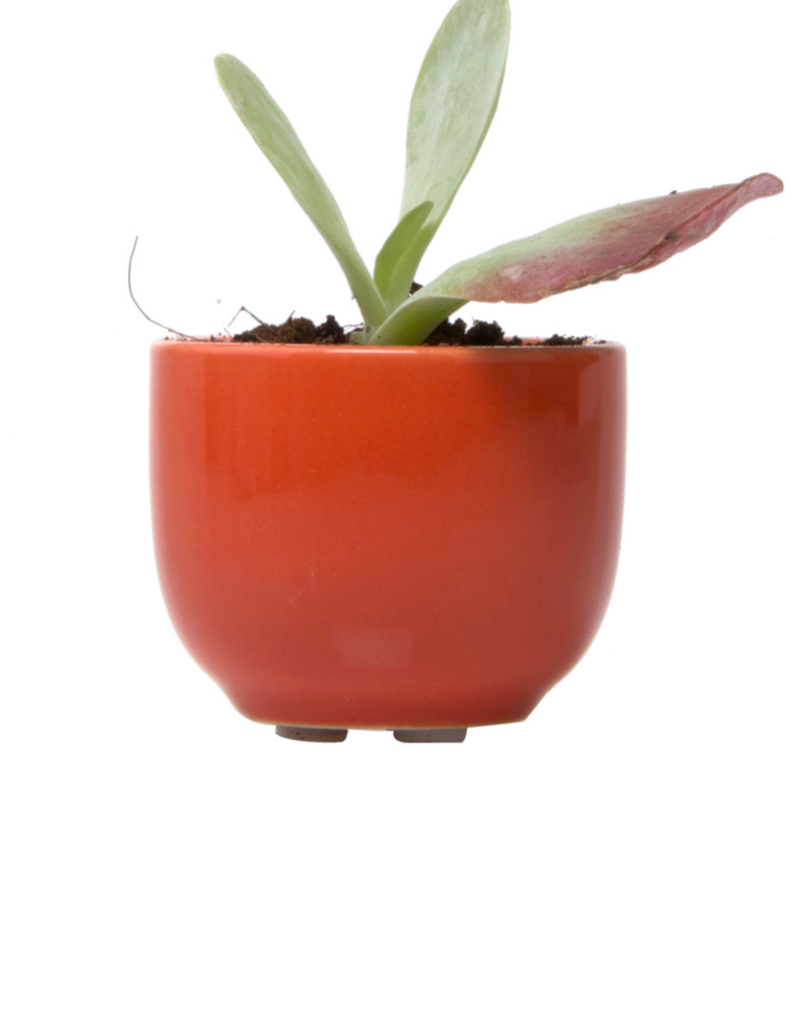 Chive Succulent Cup rust color ceramic plant pot styled with a plant.