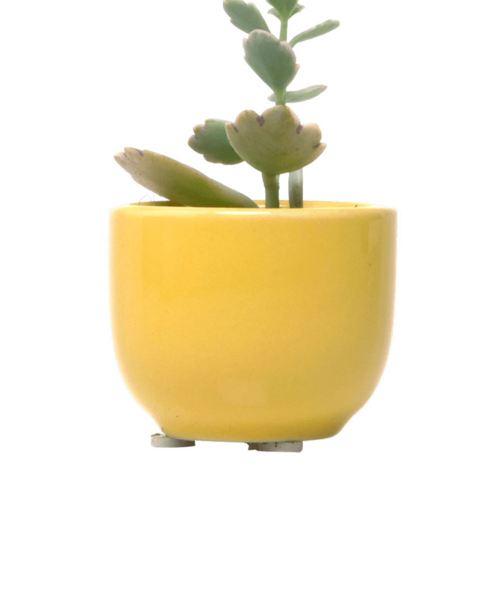 Chive Succulent Cup yellow ceramic plant pot styled with a plant.