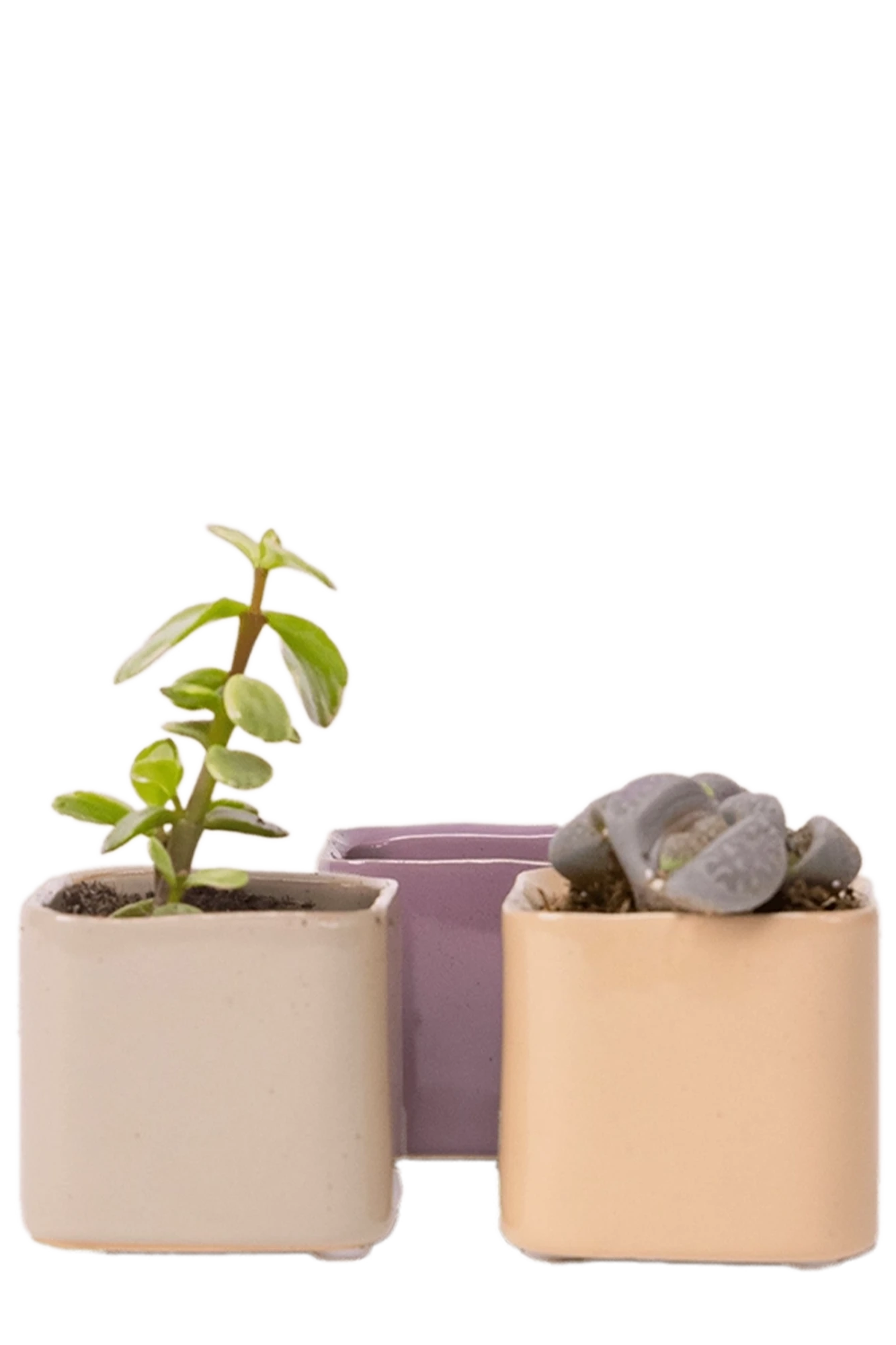 Three Chive Svek fully glazed ceramic planters in assorted colors styled with small plants.